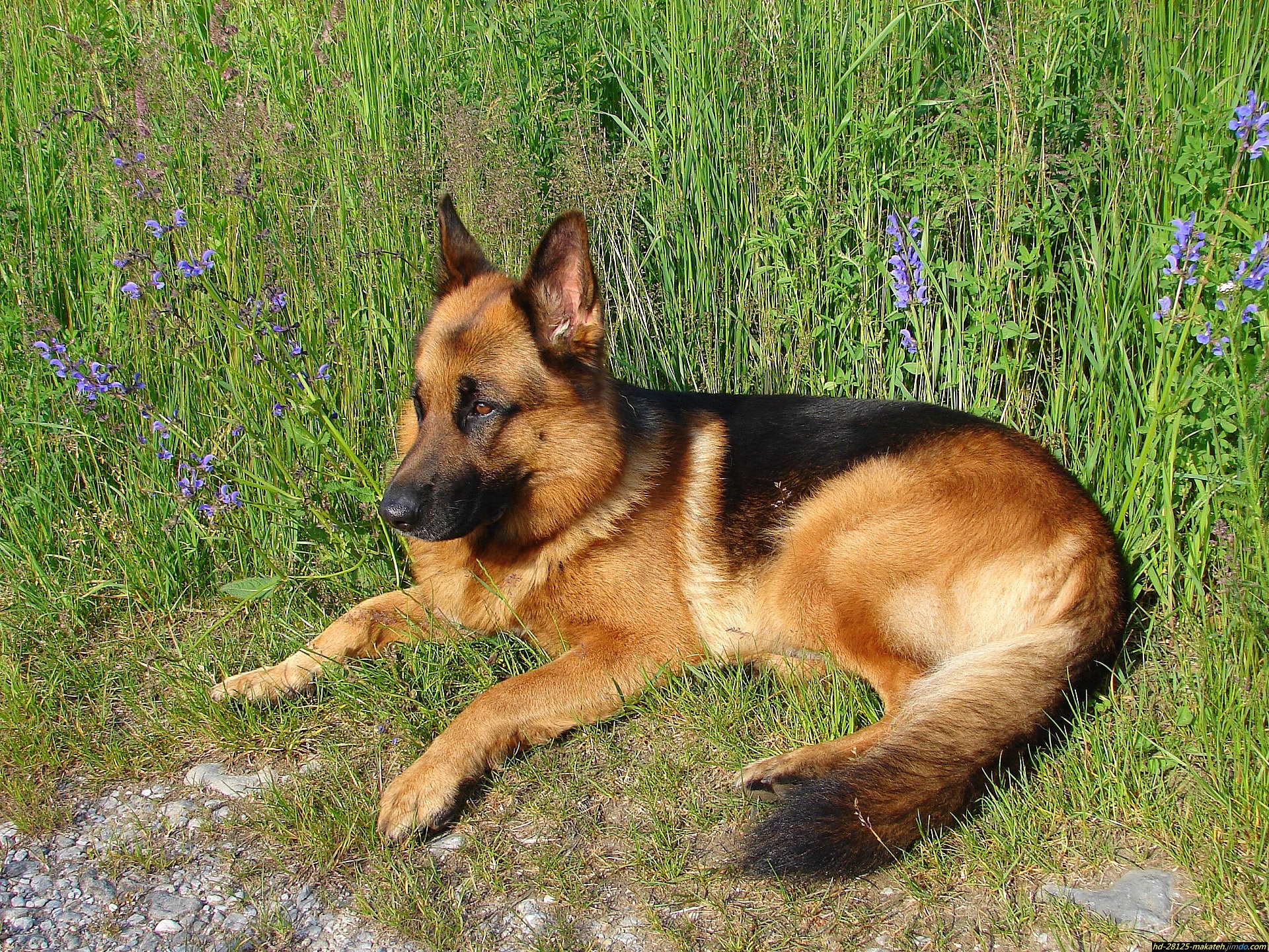 Free download wallpaper Nature, Dogs, Dog, Animal, German Shepherd on your PC desktop