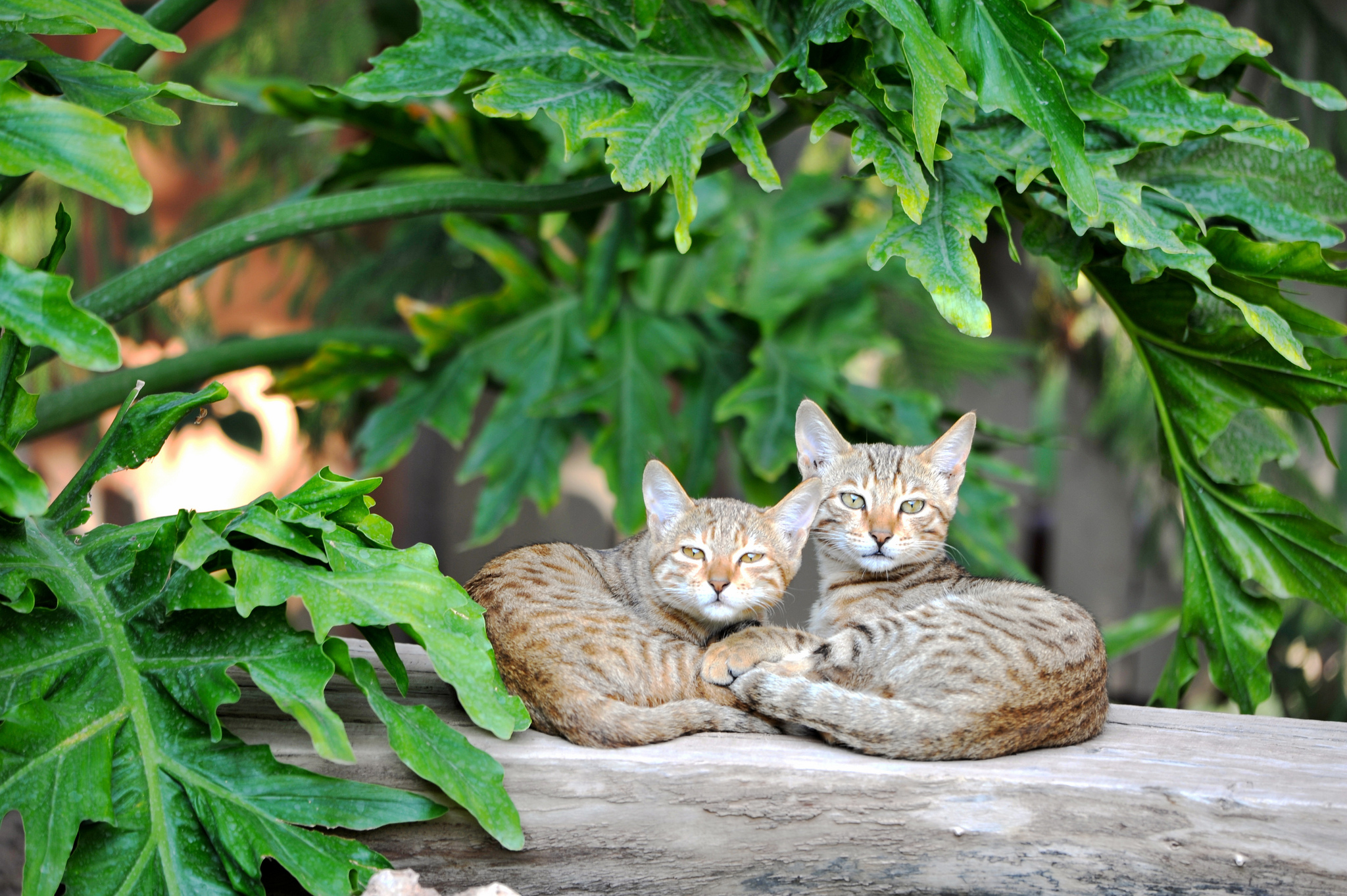 Baixar papel de parede para celular de Animais, Gatos, Gato gratuito.