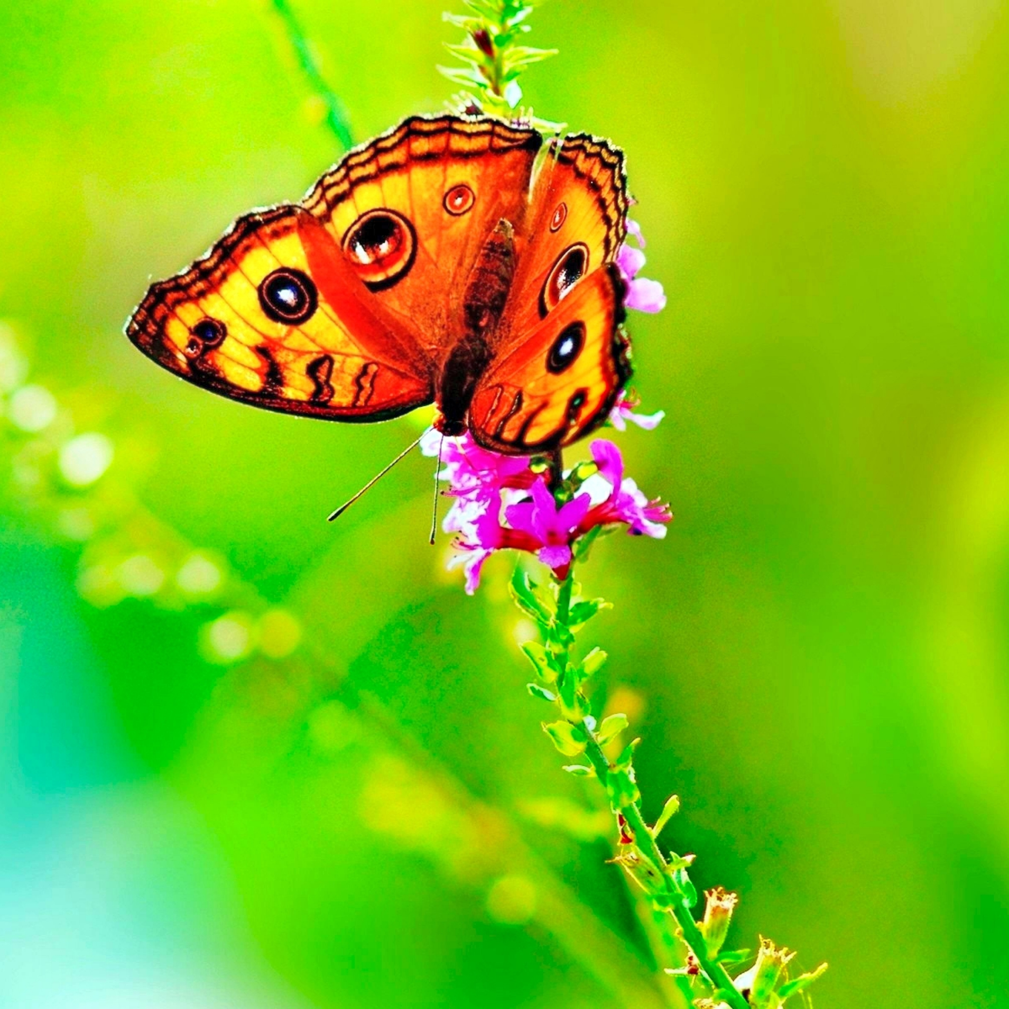 Скачать картинку Животные, Природа, Бабочка, Зеленый, Красочный, Весна в телефон бесплатно.