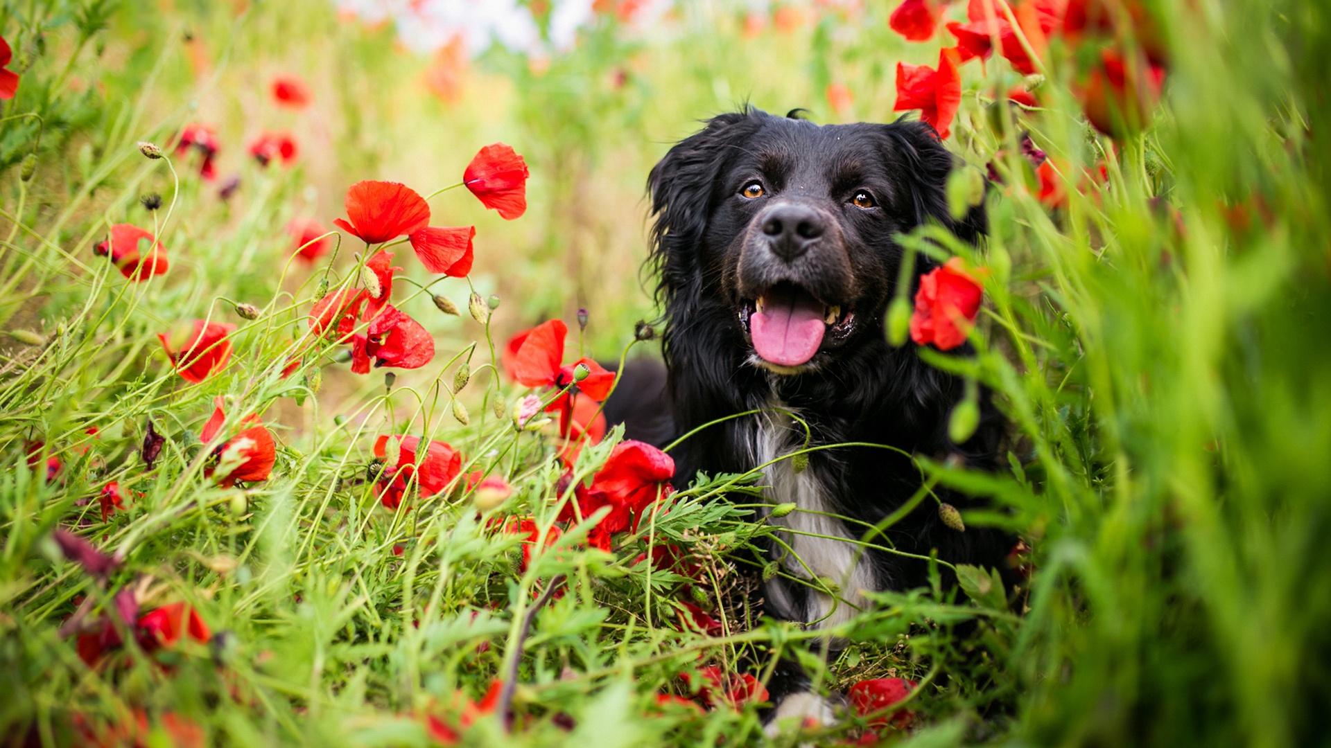 Free download wallpaper Dogs, Dog, Animal, Poppy, Red Flower on your PC desktop