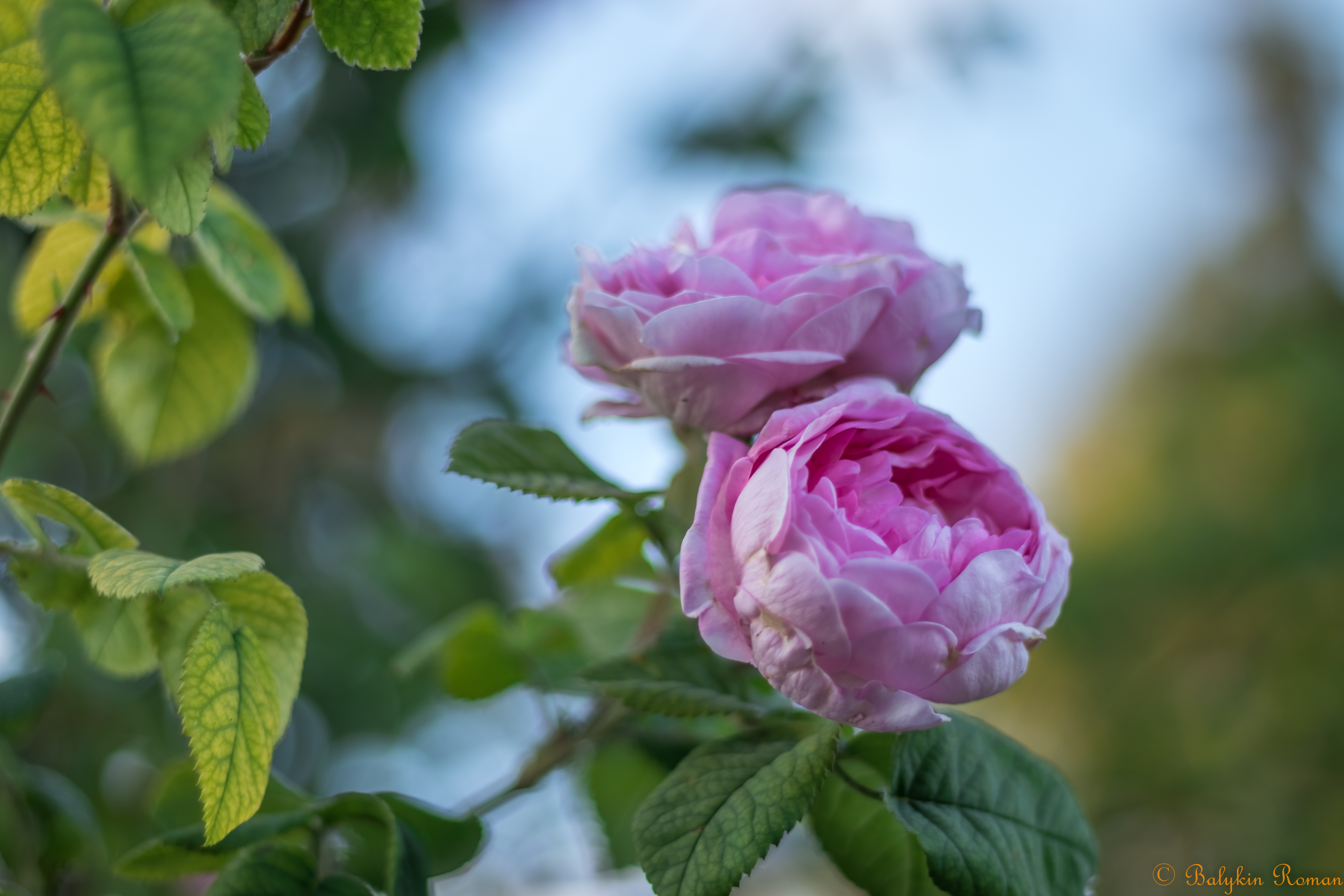 Descarga gratuita de fondo de pantalla para móvil de Flores, Rosa, Flor Rosa, Tierra/naturaleza.