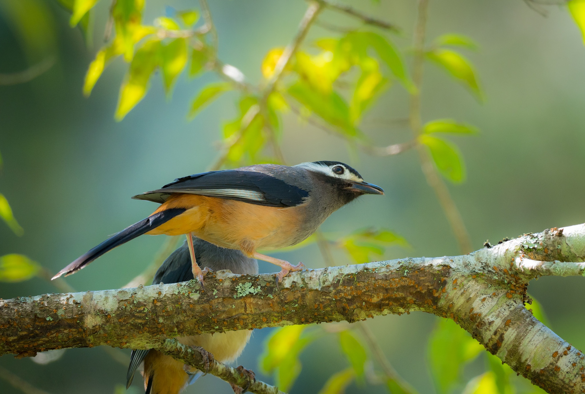 Baixar papel de parede para celular de Animais, Aves, Pássaro gratuito.