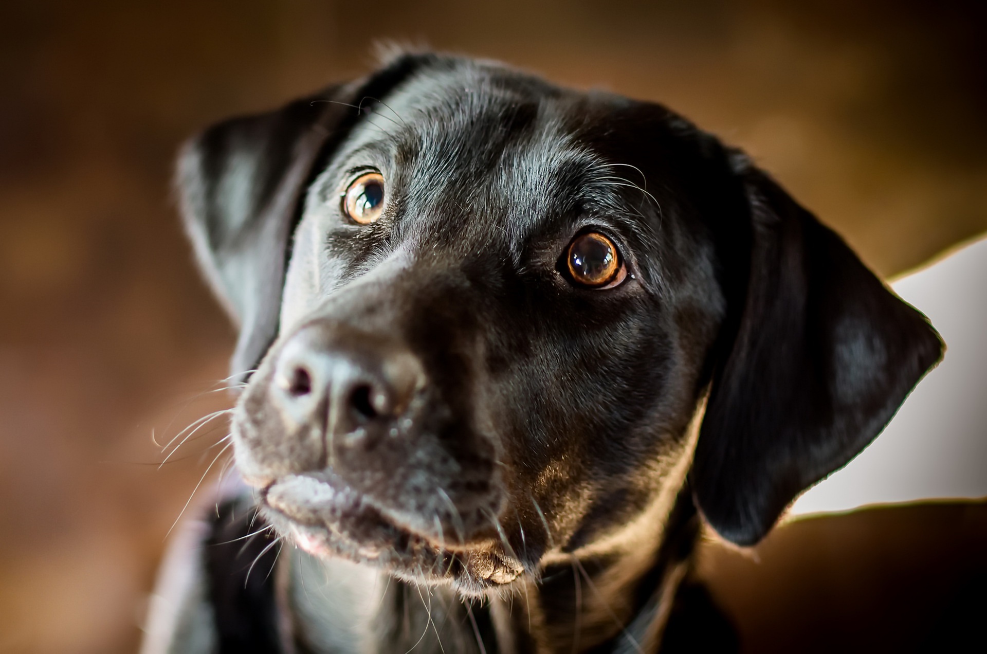 Descarga gratis la imagen Animales, Perros, Perro, Bozal, Labrador Retriever en el escritorio de tu PC