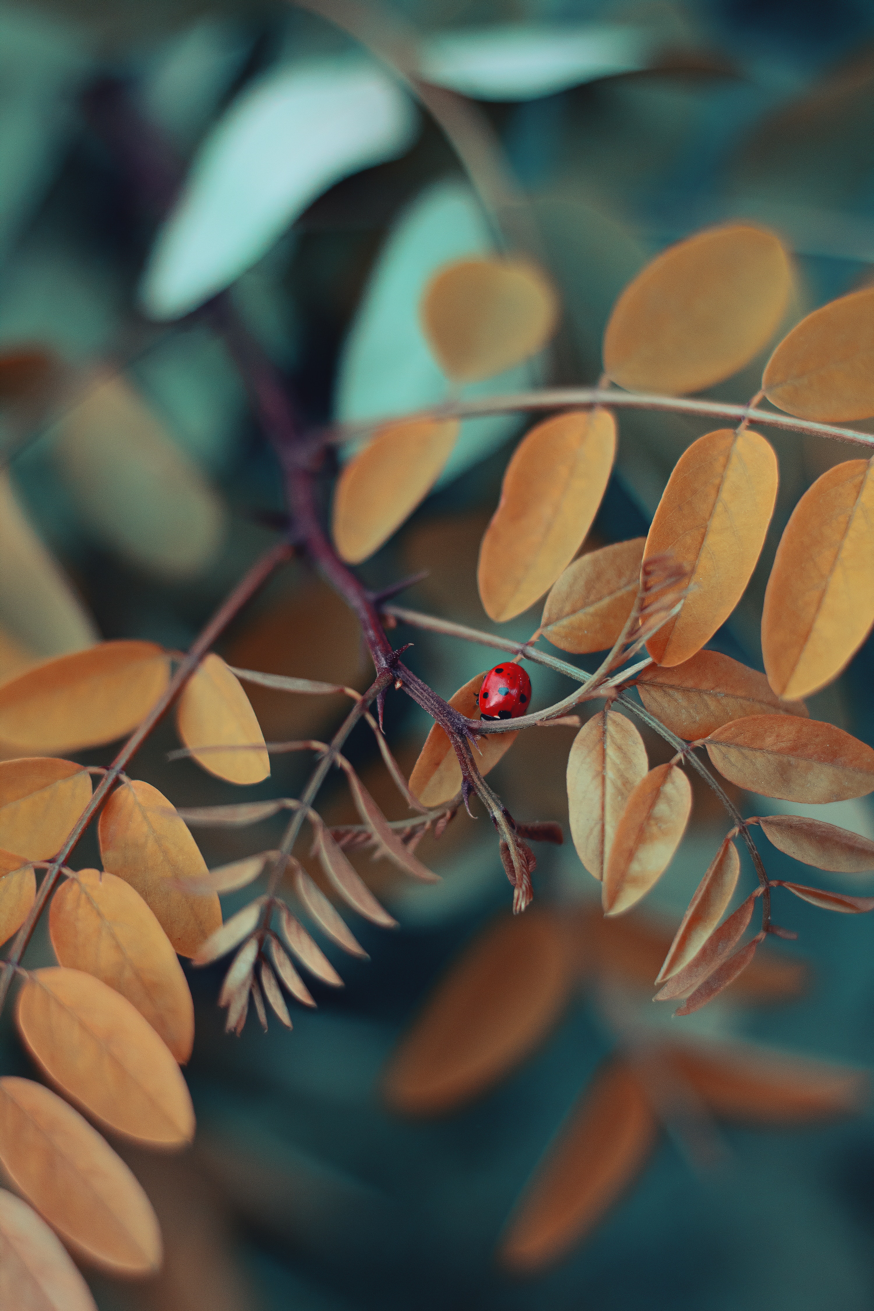 ladybird, leaves, macro, branch, insect, ladybug phone background