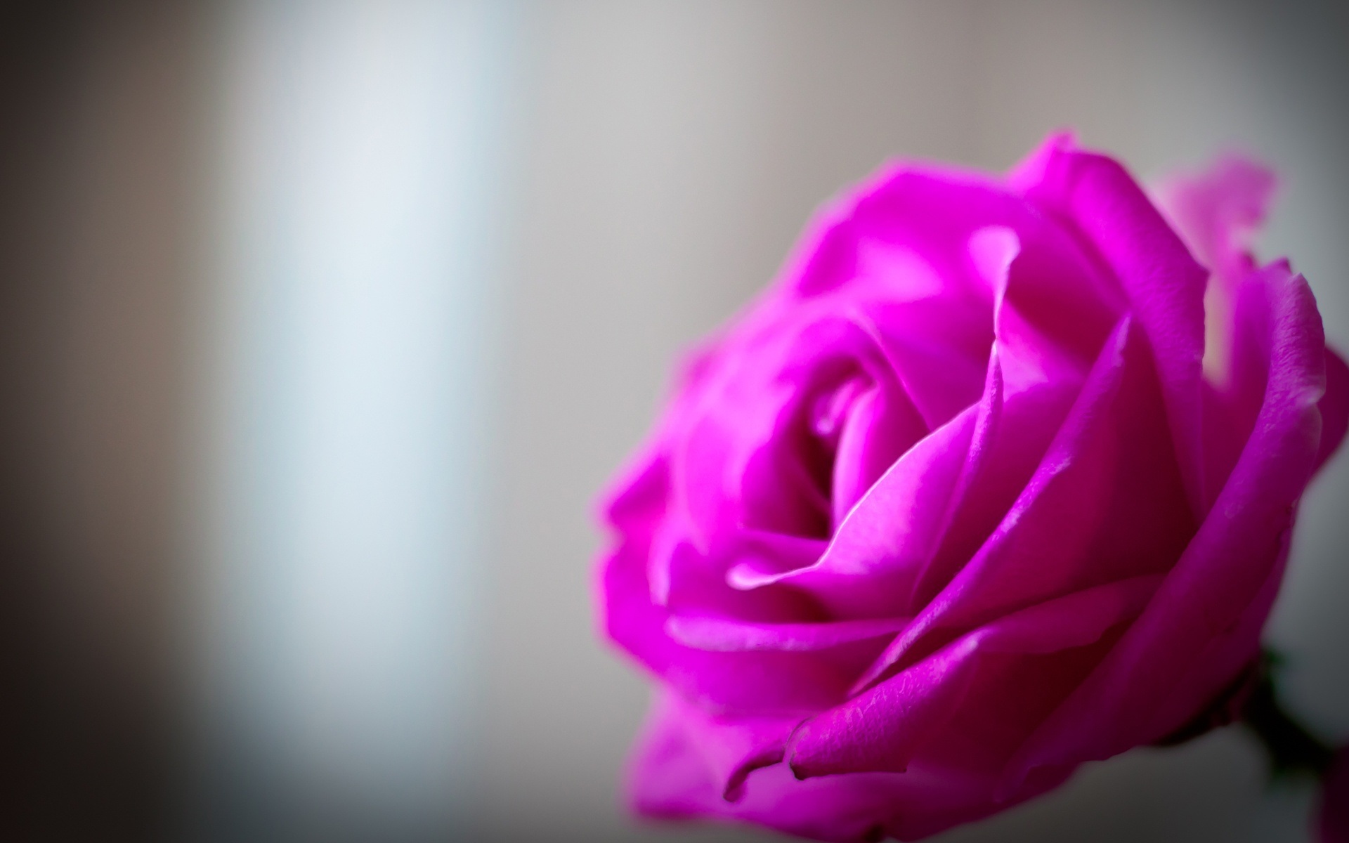 Free download wallpaper Plants, Flowers, Roses, Violet on your PC desktop