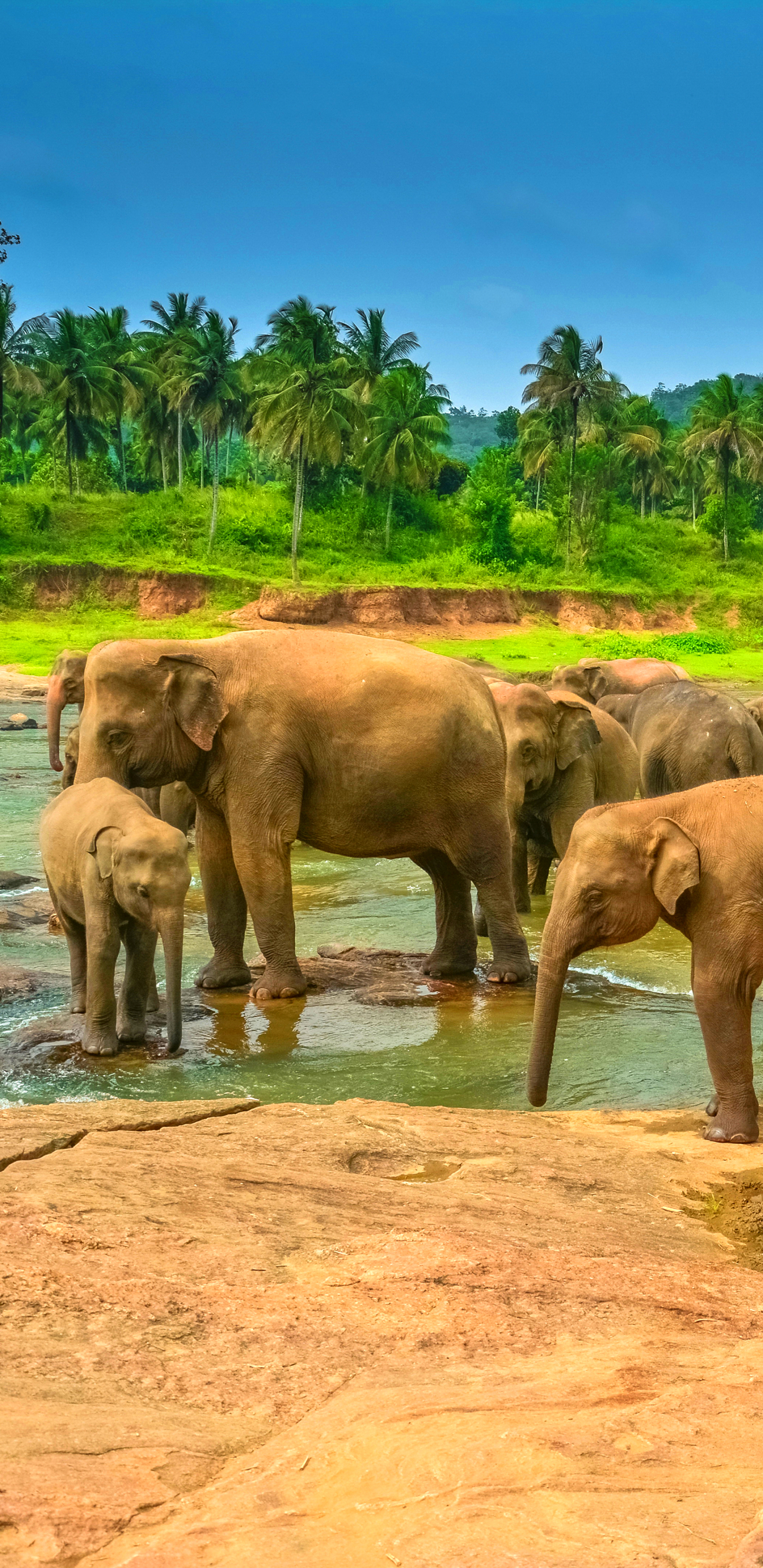 Download mobile wallpaper Elephants, Animal, Elephant, Baby Animal, Asian Elephant for free.