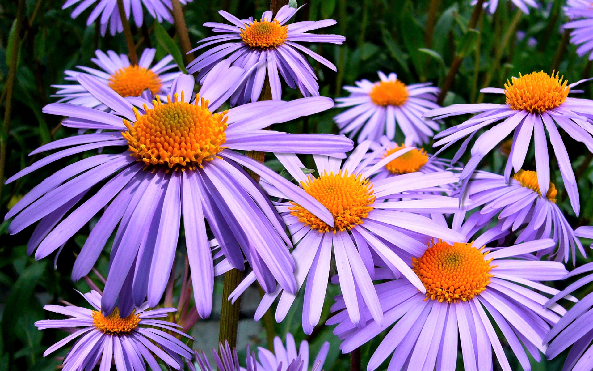 Free download wallpaper Flowers, Flower, Earth, Daisy, Purple Flower on your PC desktop