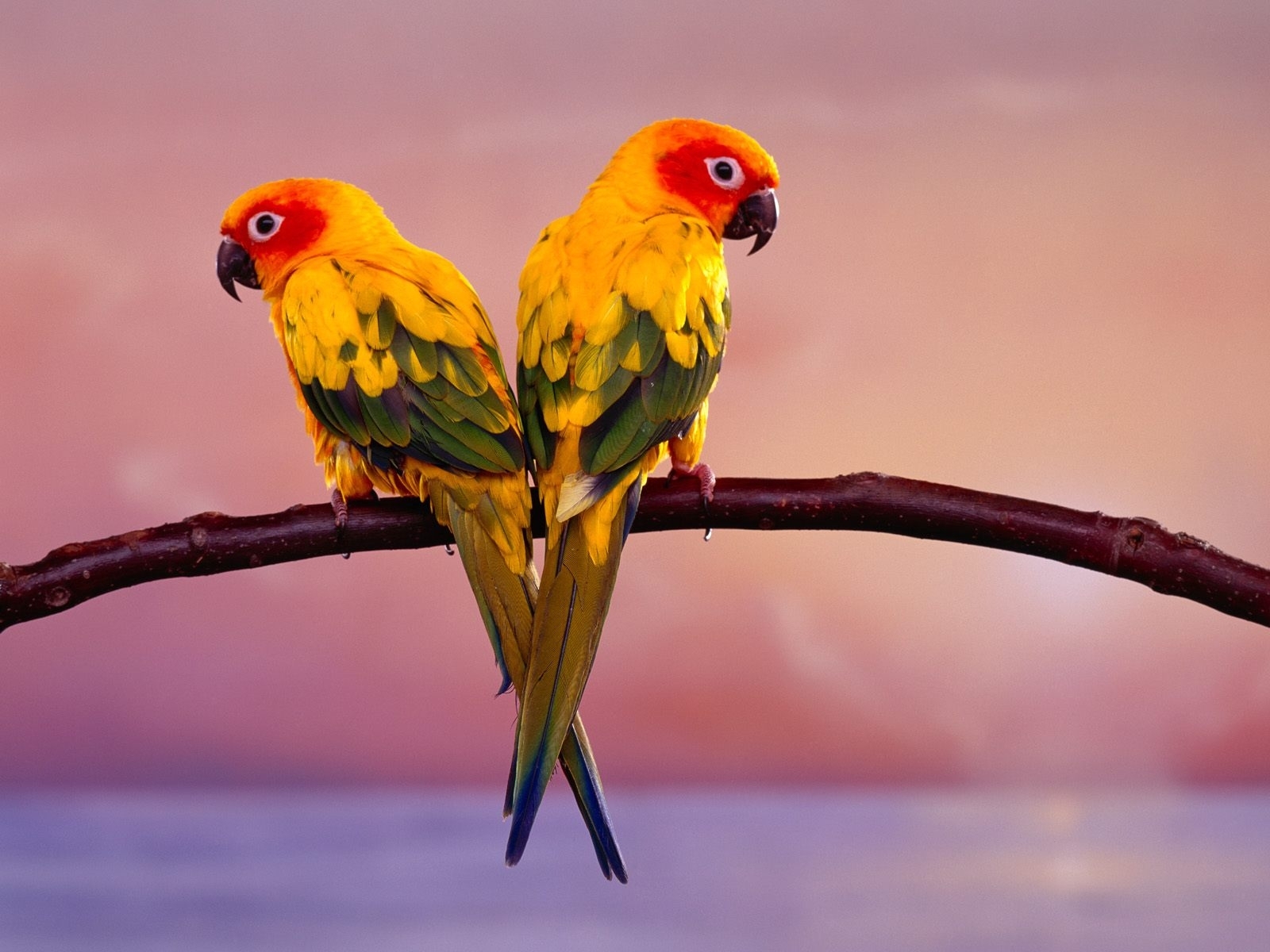 Téléchargez gratuitement l'image Animaux, Oiseaux, Perroquets sur le bureau de votre PC