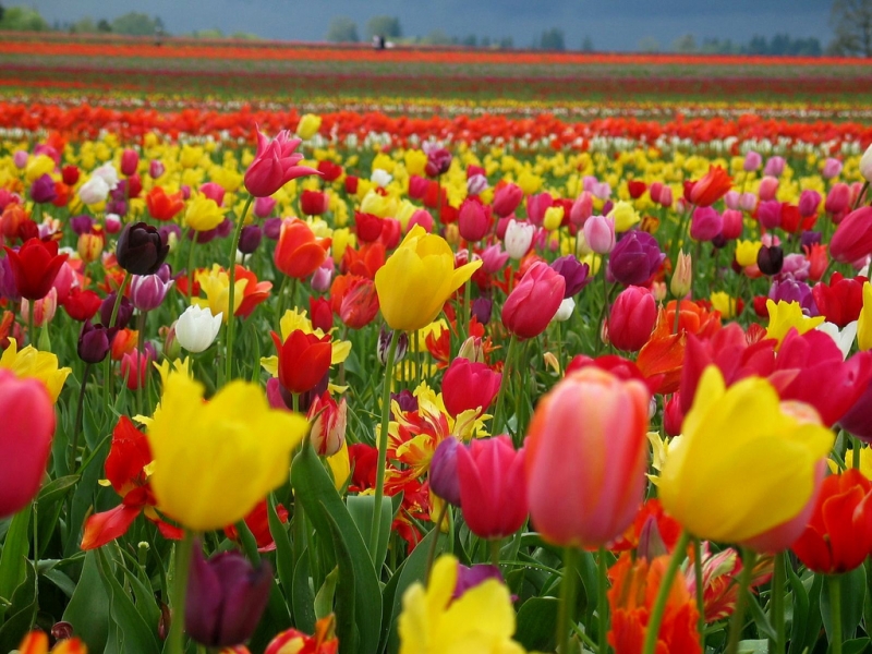 36725 télécharger le fond d'écran plantes, fleurs, tulipes - économiseurs d'écran et images gratuitement