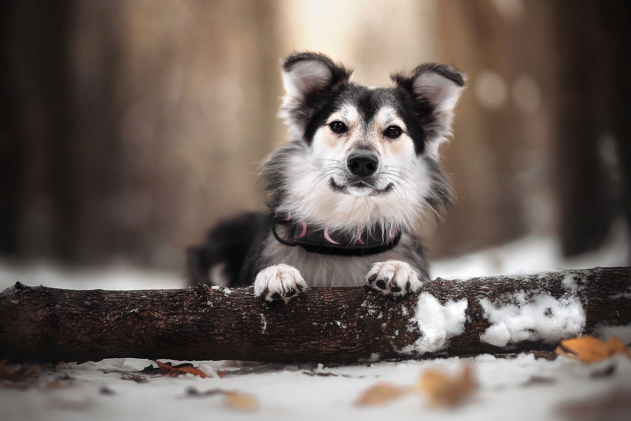 Free download wallpaper Dogs, Snow, Dog, Animal, Log on your PC desktop