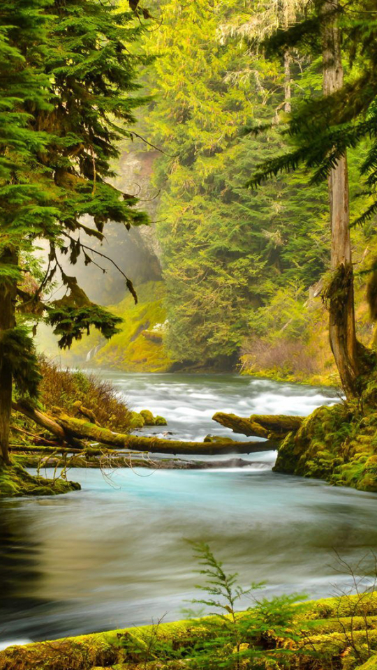 Download mobile wallpaper Swamp, Forest, Tree, Earth, Moss, Stream, River, Log for free.