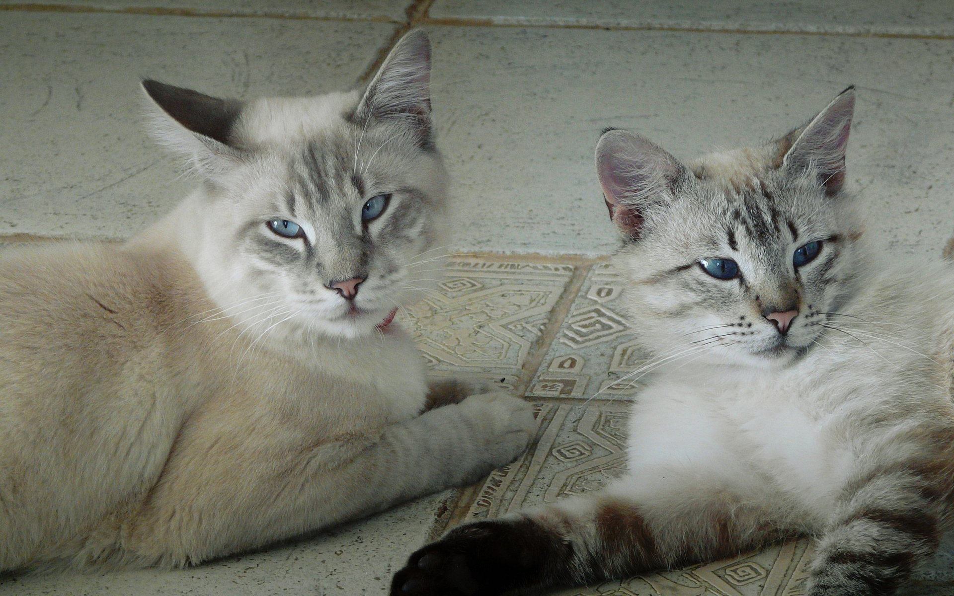 Baixe gratuitamente a imagem Gato, Gatos, Animais na área de trabalho do seu PC