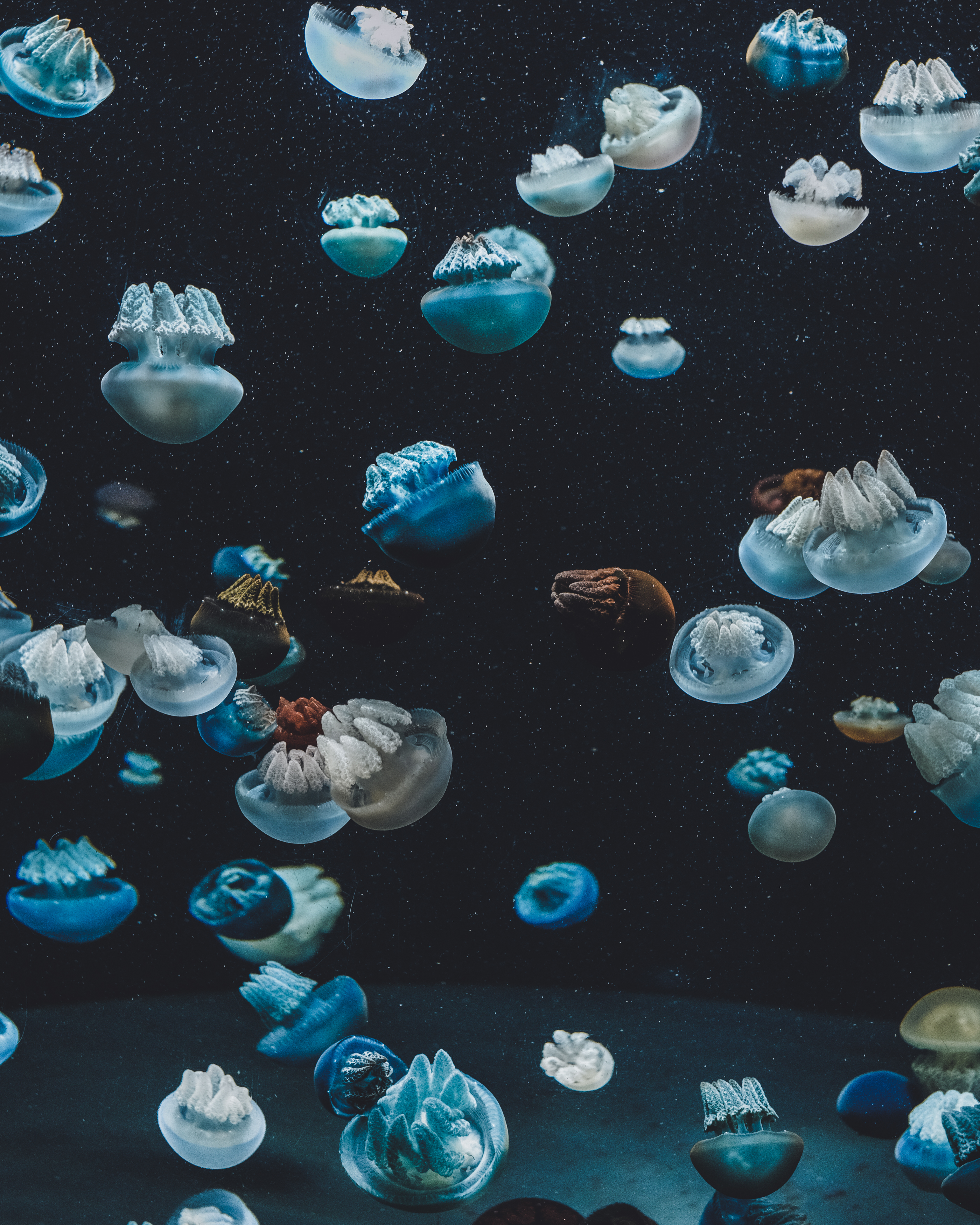 97012 скачать картинку аквариум, медузы, подводный мир, животные - обои и заставки бесплатно