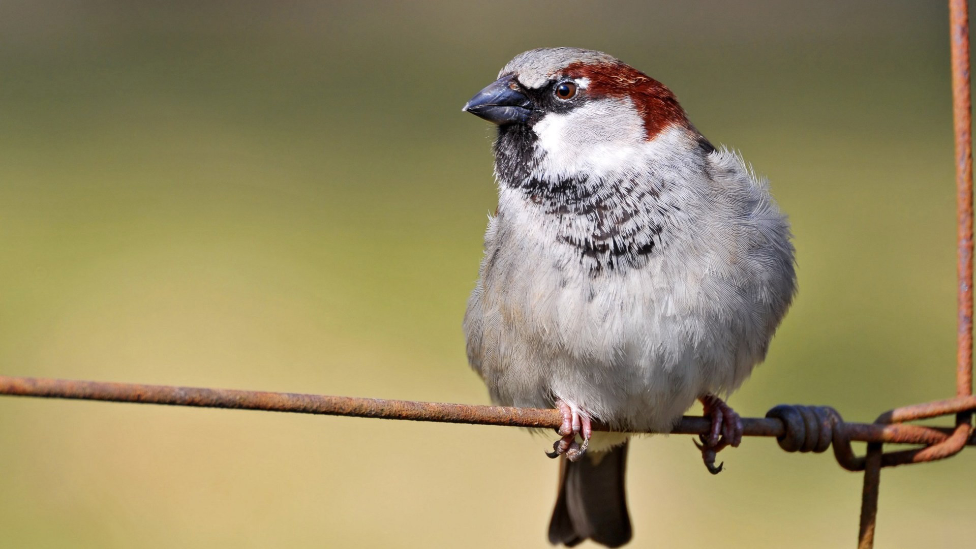 Baixar papel de parede para celular de Pássaro, Aves, Animais gratuito.