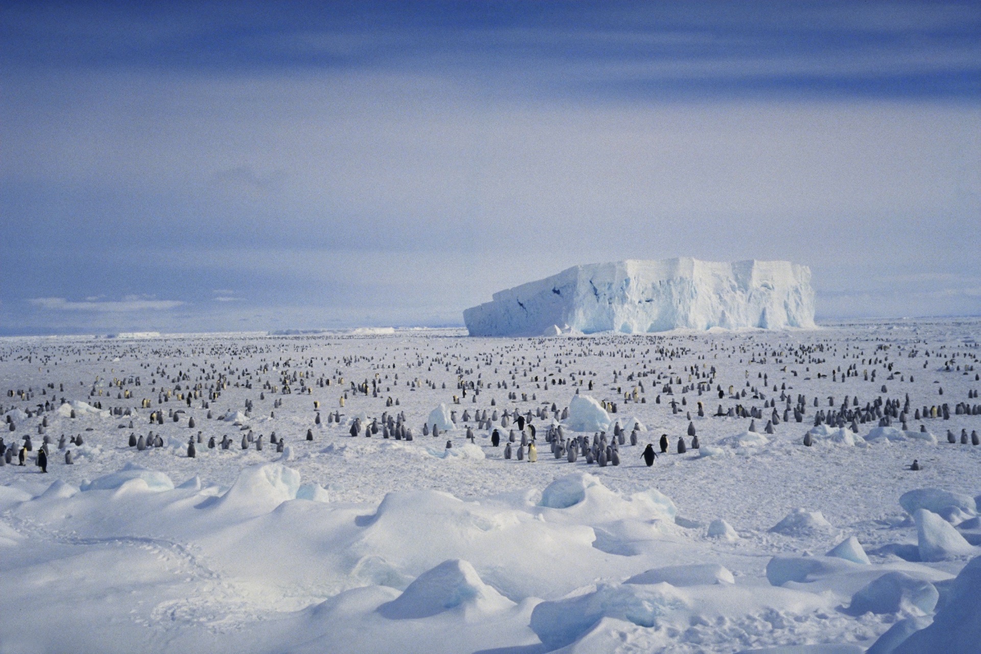 370514画像をダウンロード動物, ペンギン, 南極大陸, 氷山, 雪, 鳥-壁紙とスクリーンセーバーを無料で