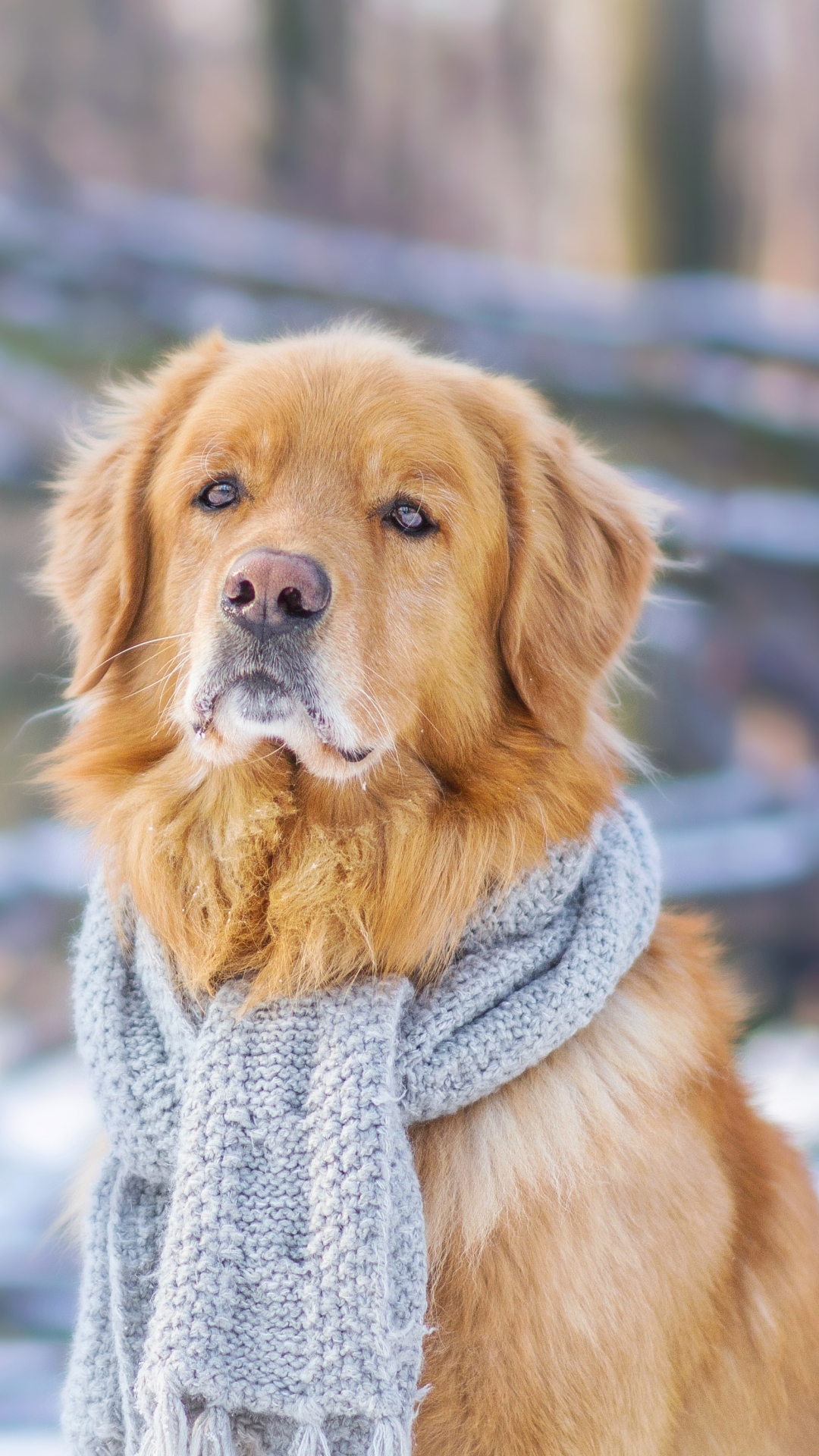 Download mobile wallpaper Winter, Dogs, Dog, Animal, Golden Retriever, Scarf for free.