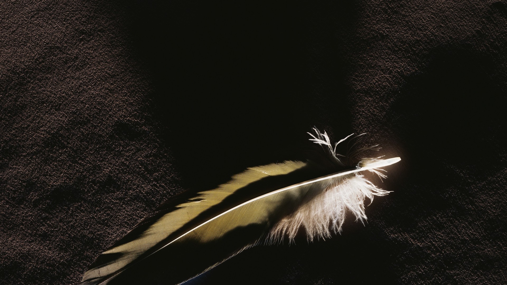Free download wallpaper Background, Feather on your PC desktop