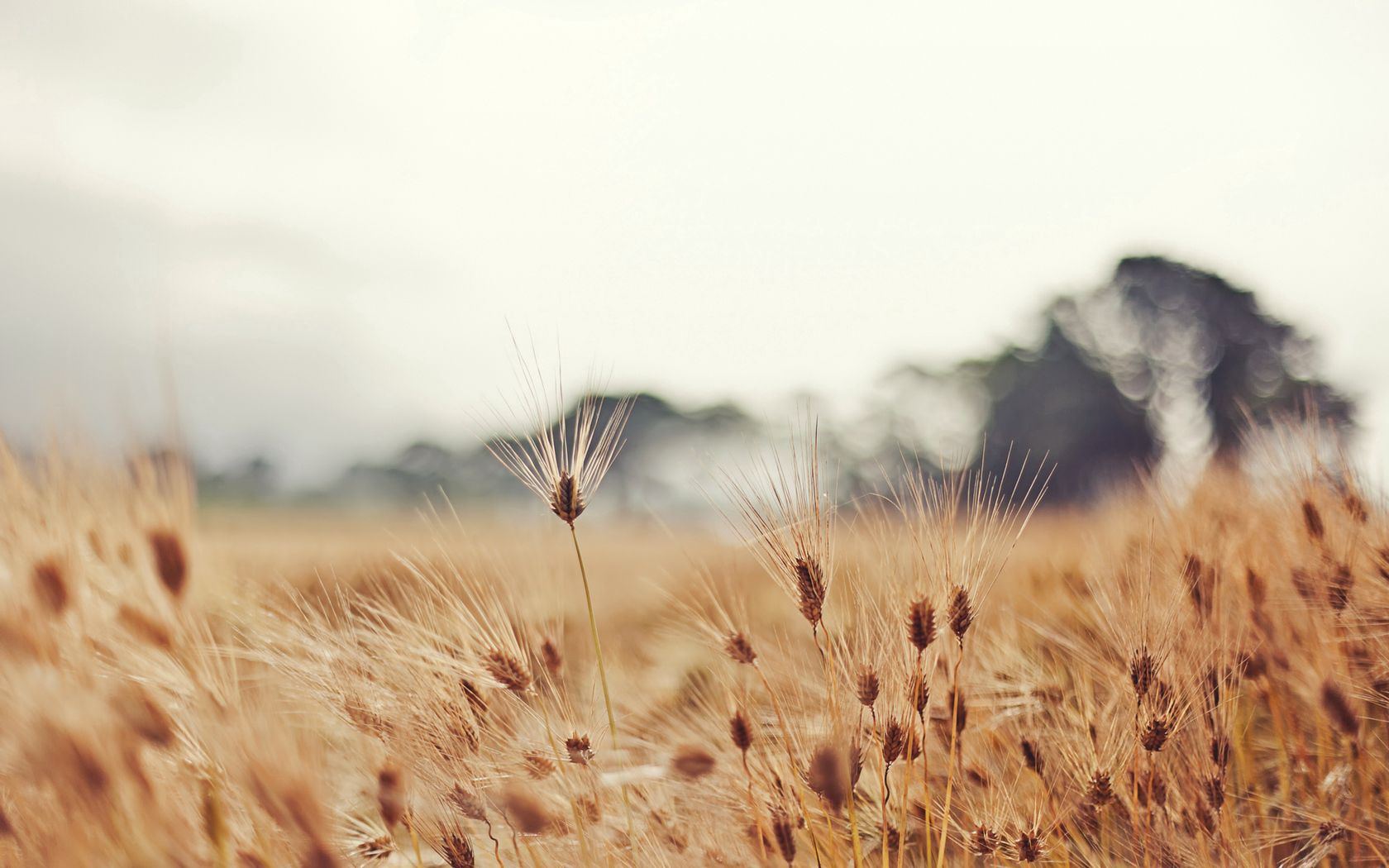 spikes, wheat, nature, blur, ears, mainly cloudy, overcast, mustache, moustache Full HD