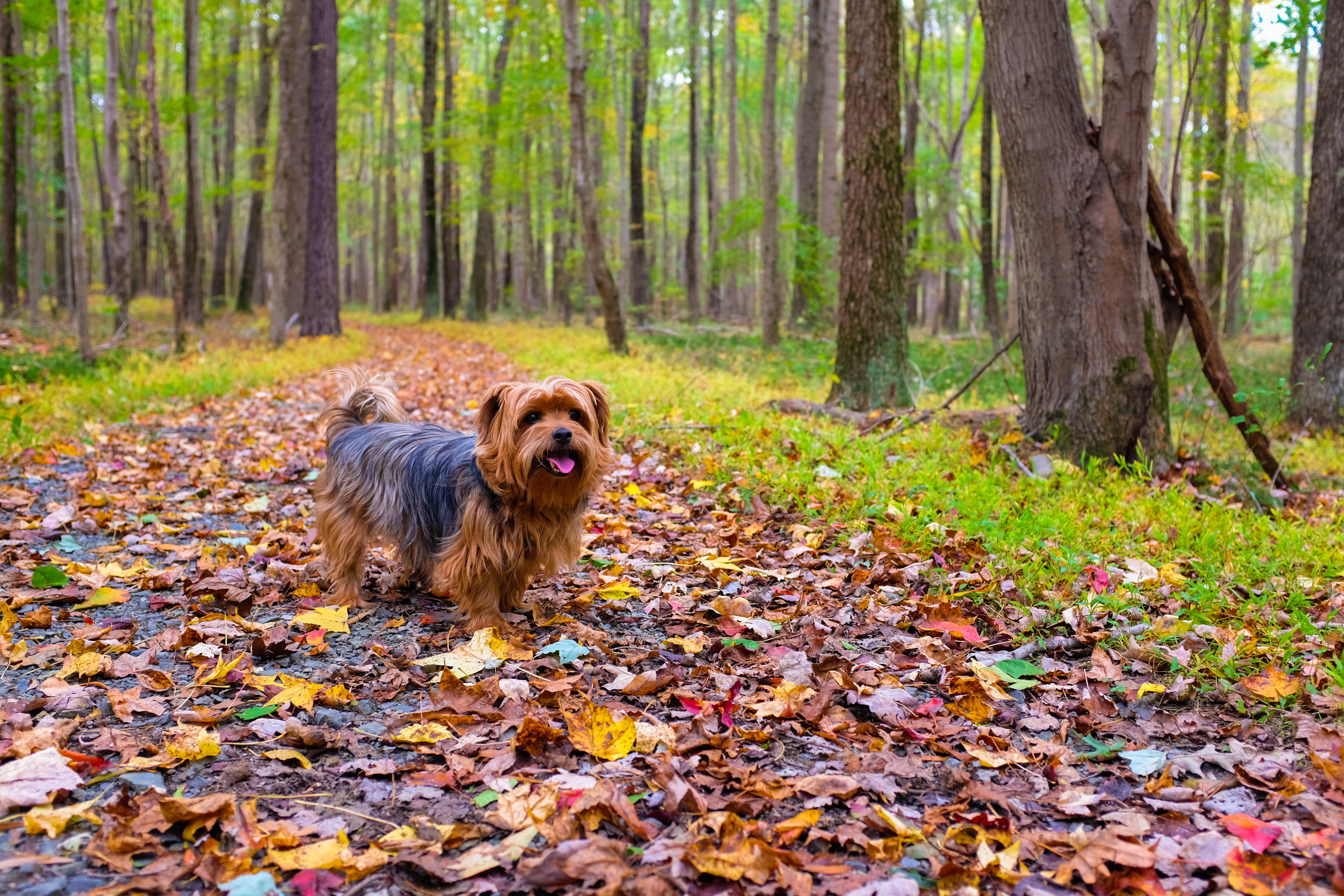 stroll, autumn, animals, dog, park