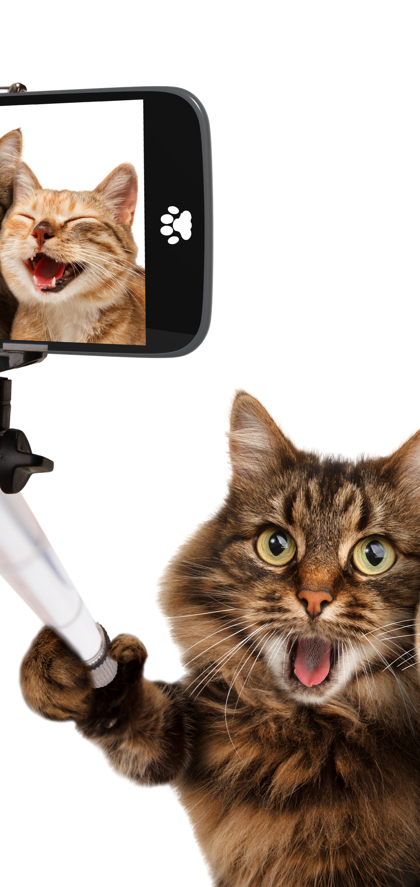 Handy-Wallpaper Humor, Katzen, Katze, Komisch, Lustig, Selfie kostenlos herunterladen.