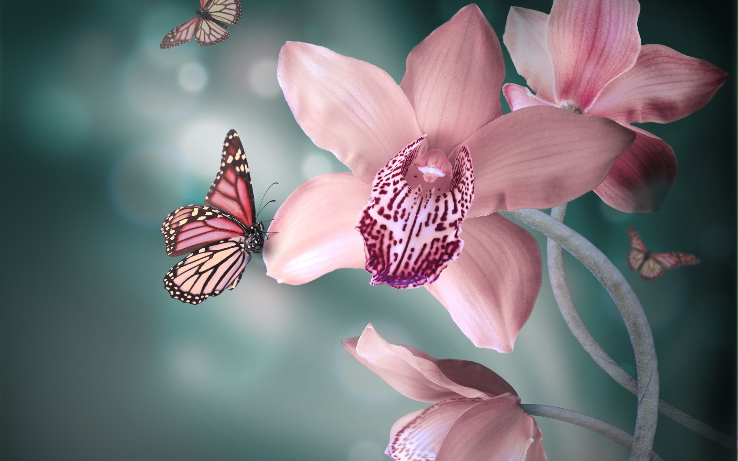 29375 скачать картинку бабочки, бирюзовые, насекомые - обои и заставки бесплатно