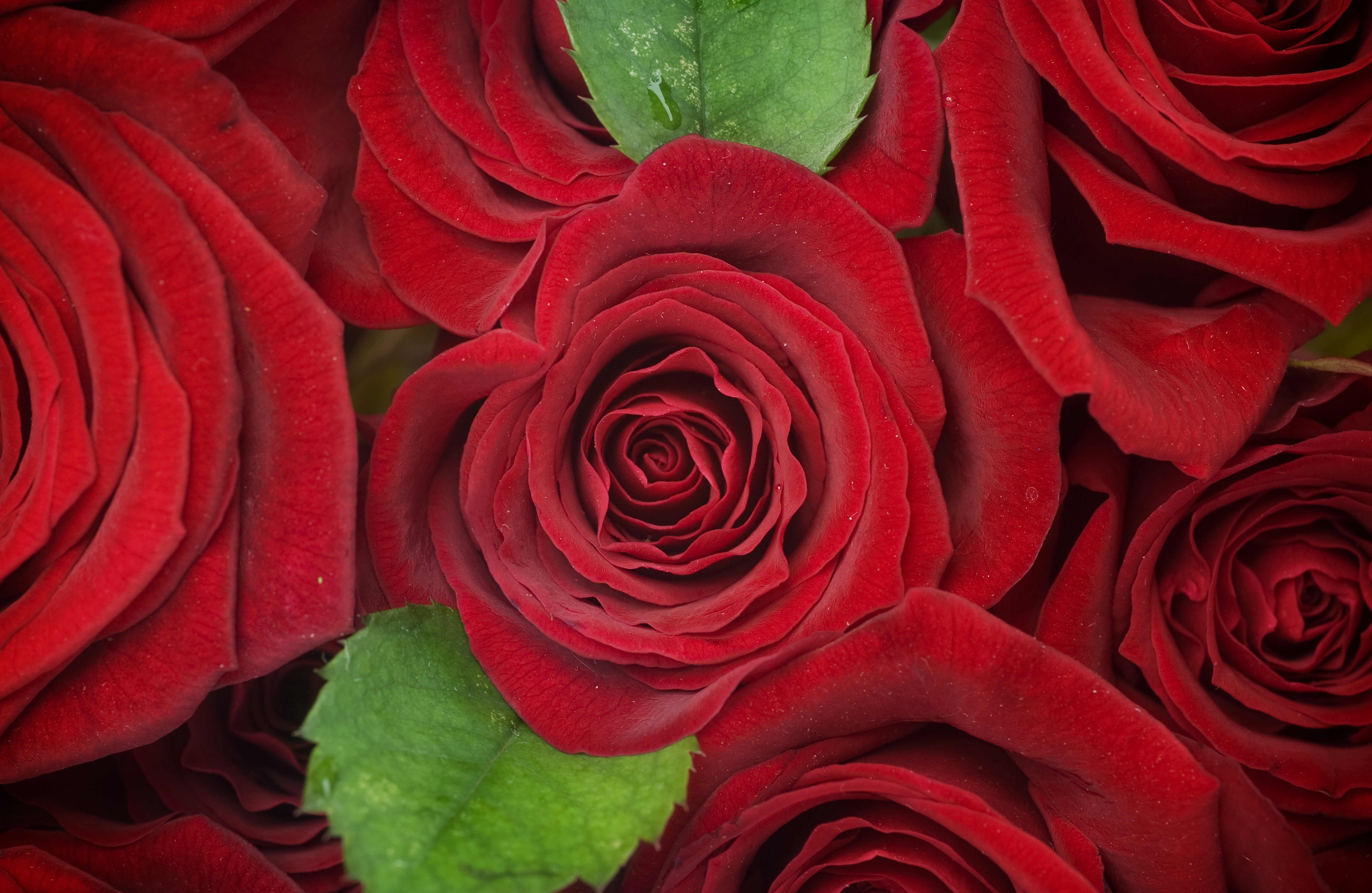 PCデスクトップにフラワーズ, 花, 薔薇, 地球, 赤いバラ, 赤い花画像を無料でダウンロード