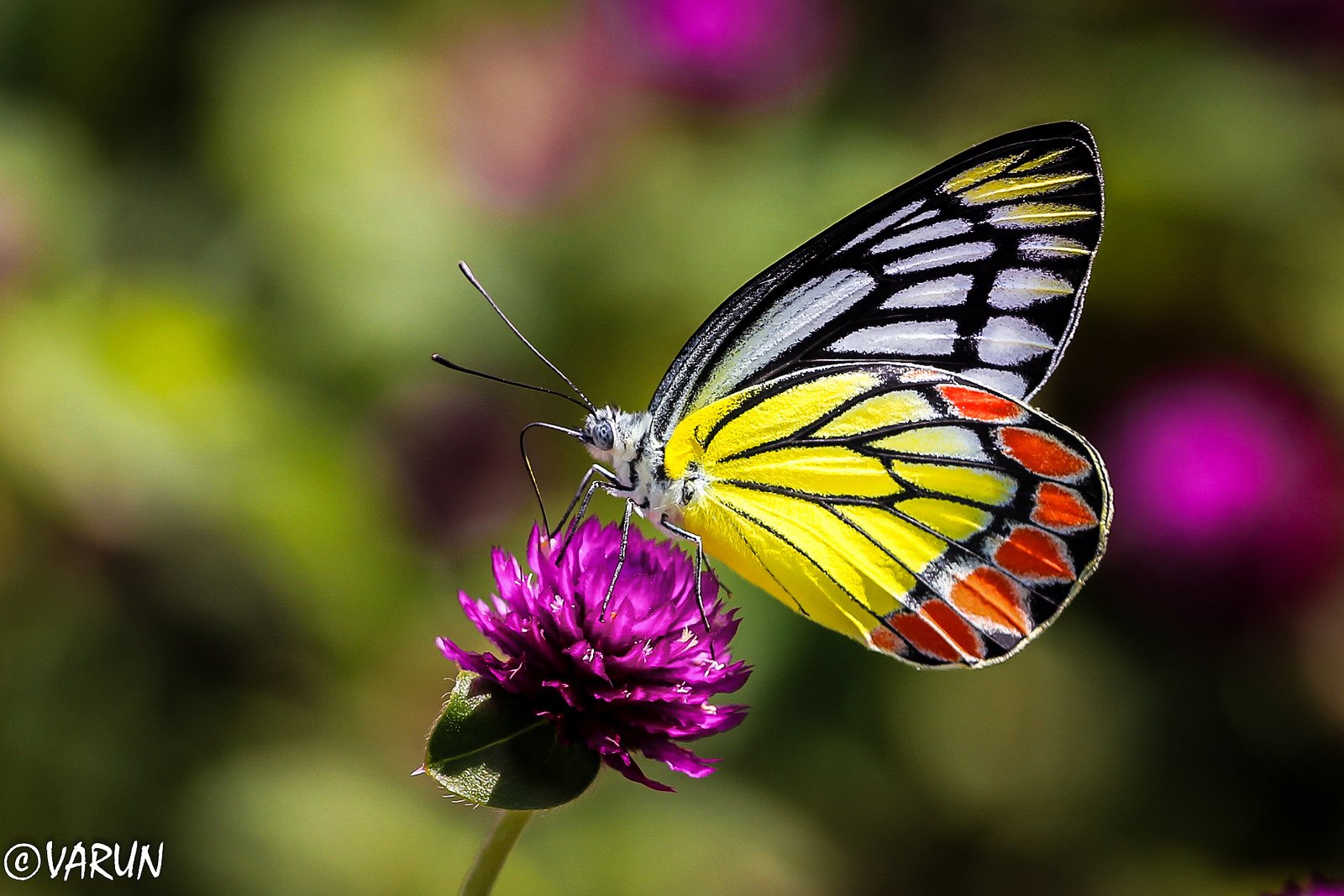 Laden Sie das Tiere, Schmetterlinge, Blume, Farben, Lila Blume-Bild kostenlos auf Ihren PC-Desktop herunter