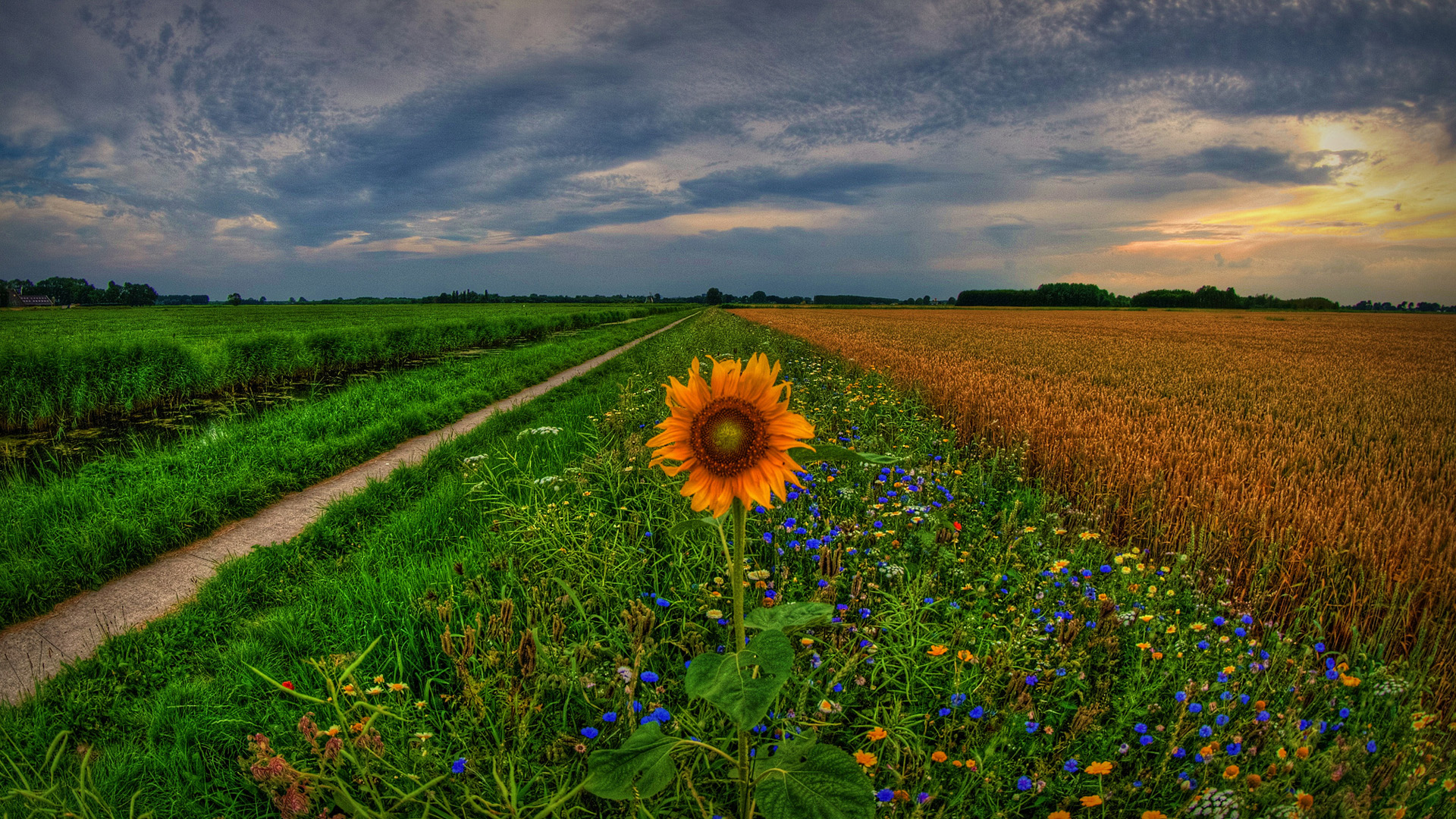 Free download wallpaper Nature, Flowers, Flower, Earth, Sunflower on your PC desktop