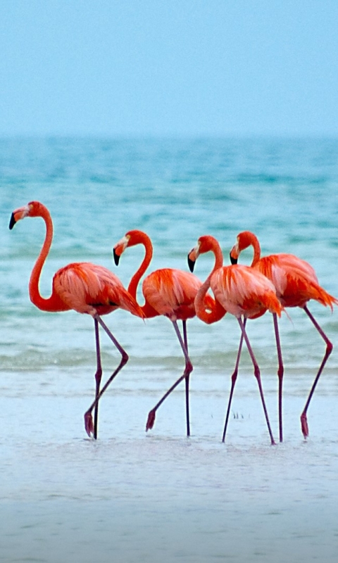 Download mobile wallpaper Birds, Beach, Flamingo, Horizon, Bird, Animal for free.