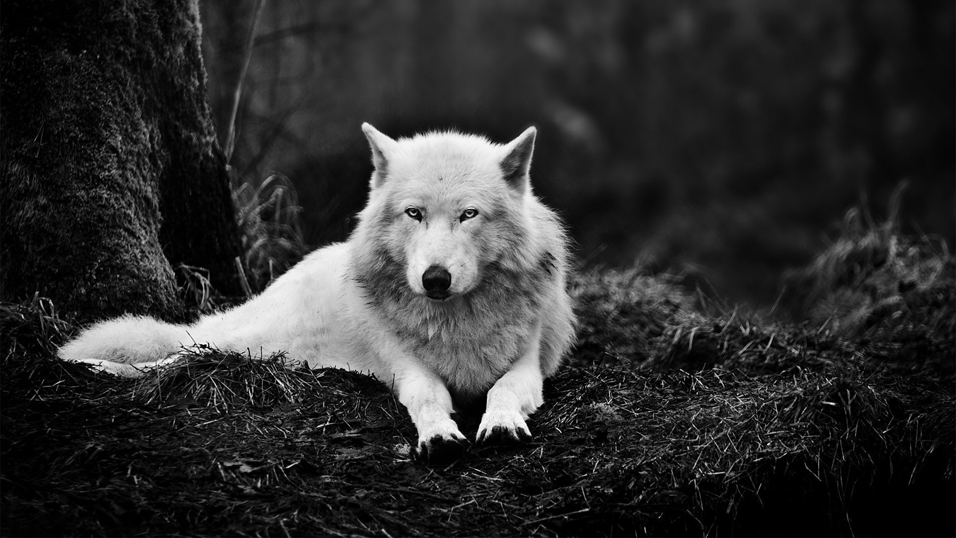 Скачать картинку Животные, Волки, Волк в телефон бесплатно.