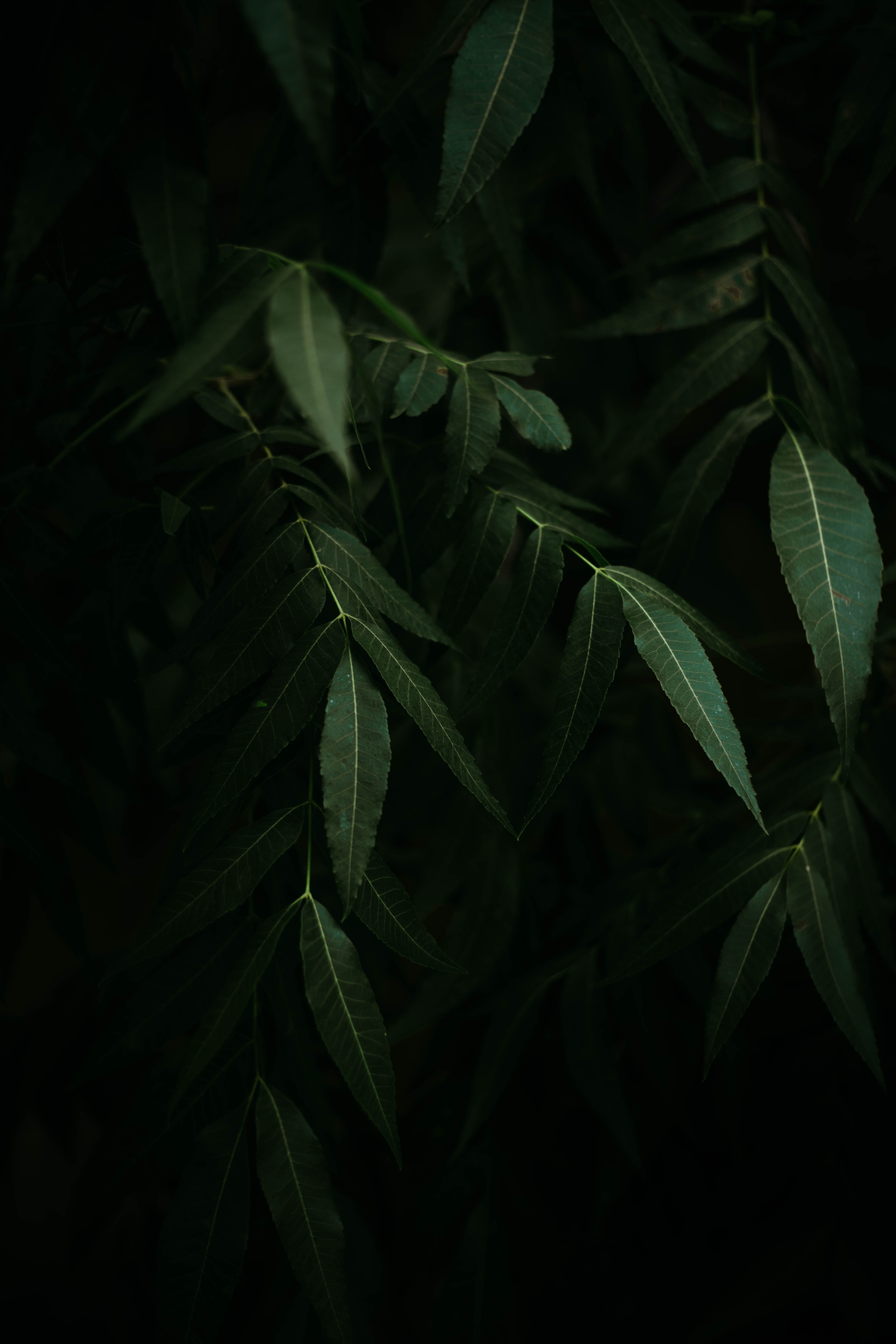 Laden Sie das Blätter, Bush, Pflanze, Geäst, Zweige, Dunkel-Bild kostenlos auf Ihren PC-Desktop herunter
