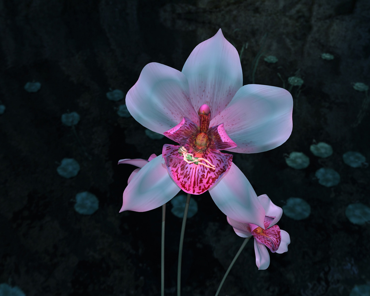 Baixe gratuitamente a imagem Flor, Orquídea, Terra/natureza na área de trabalho do seu PC