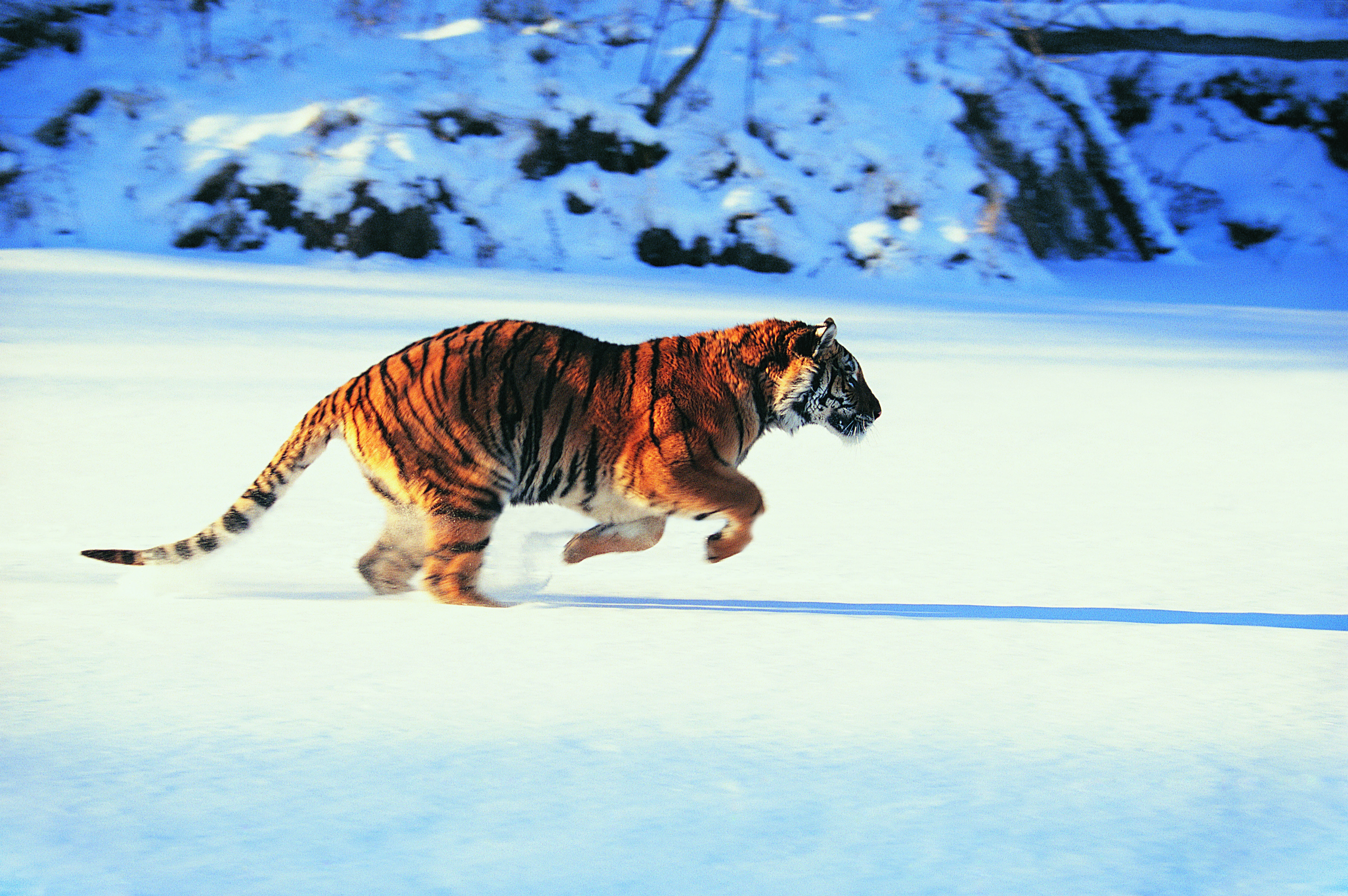 Handy-Wallpaper Tiere, Katzen, Tiger kostenlos herunterladen.