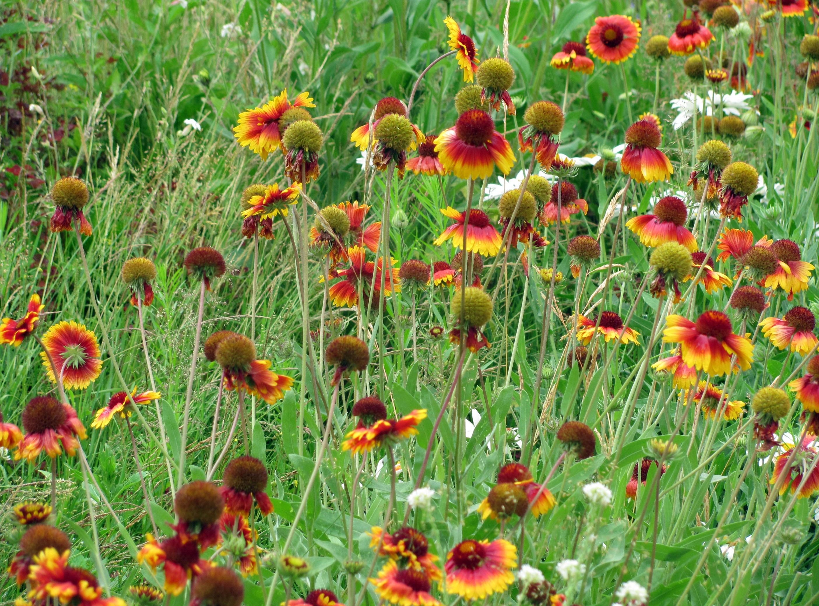 greens, flowers, grass, camomile, polyana, glade, gaillardia wallpapers for tablet