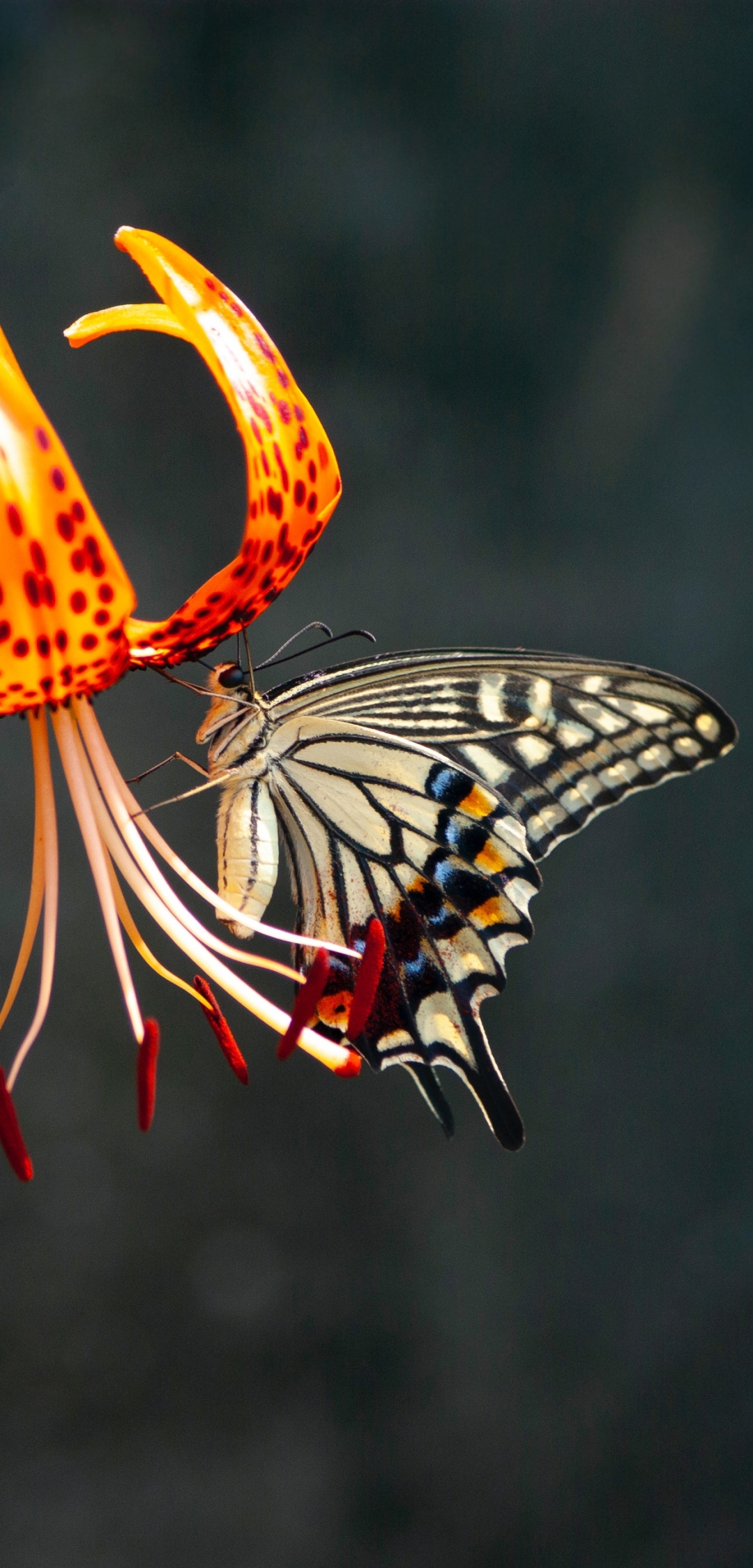 Descarga gratuita de fondo de pantalla para móvil de Animales, Macro, Mariposa, Macrofotografía.