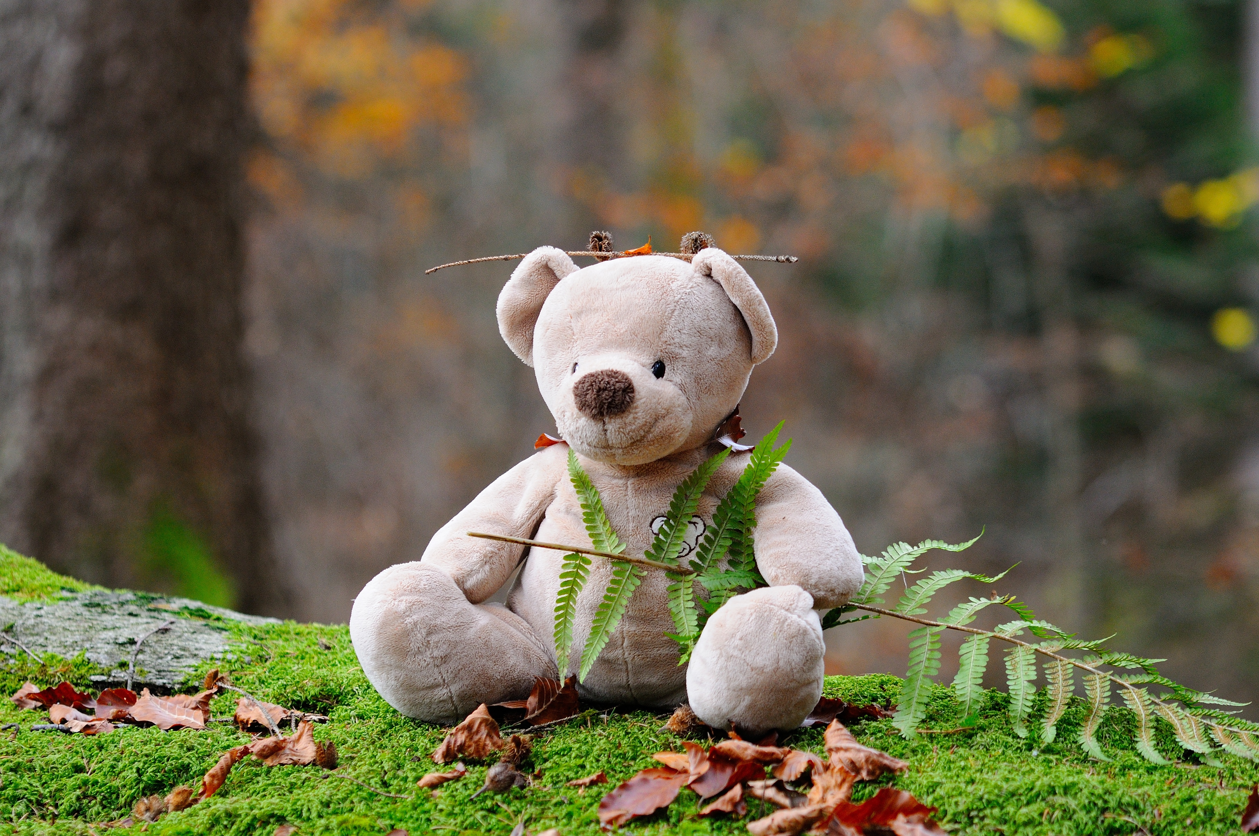 toy, teddy bear, grass, miscellanea, miscellaneous, bear Full HD
