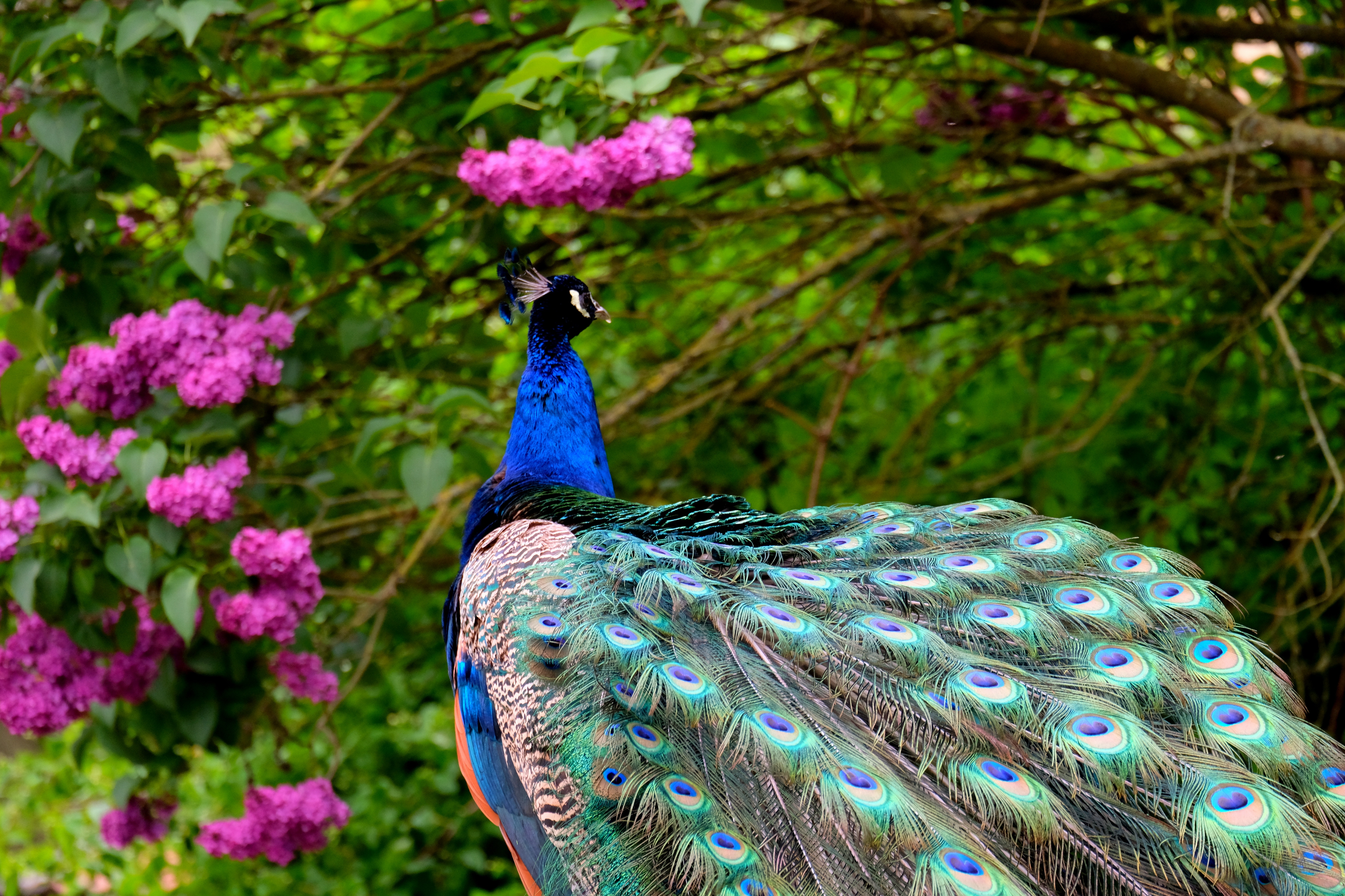Laden Sie das Tiere, Vögel, Vogel, Pfau, Pinke Blume-Bild kostenlos auf Ihren PC-Desktop herunter