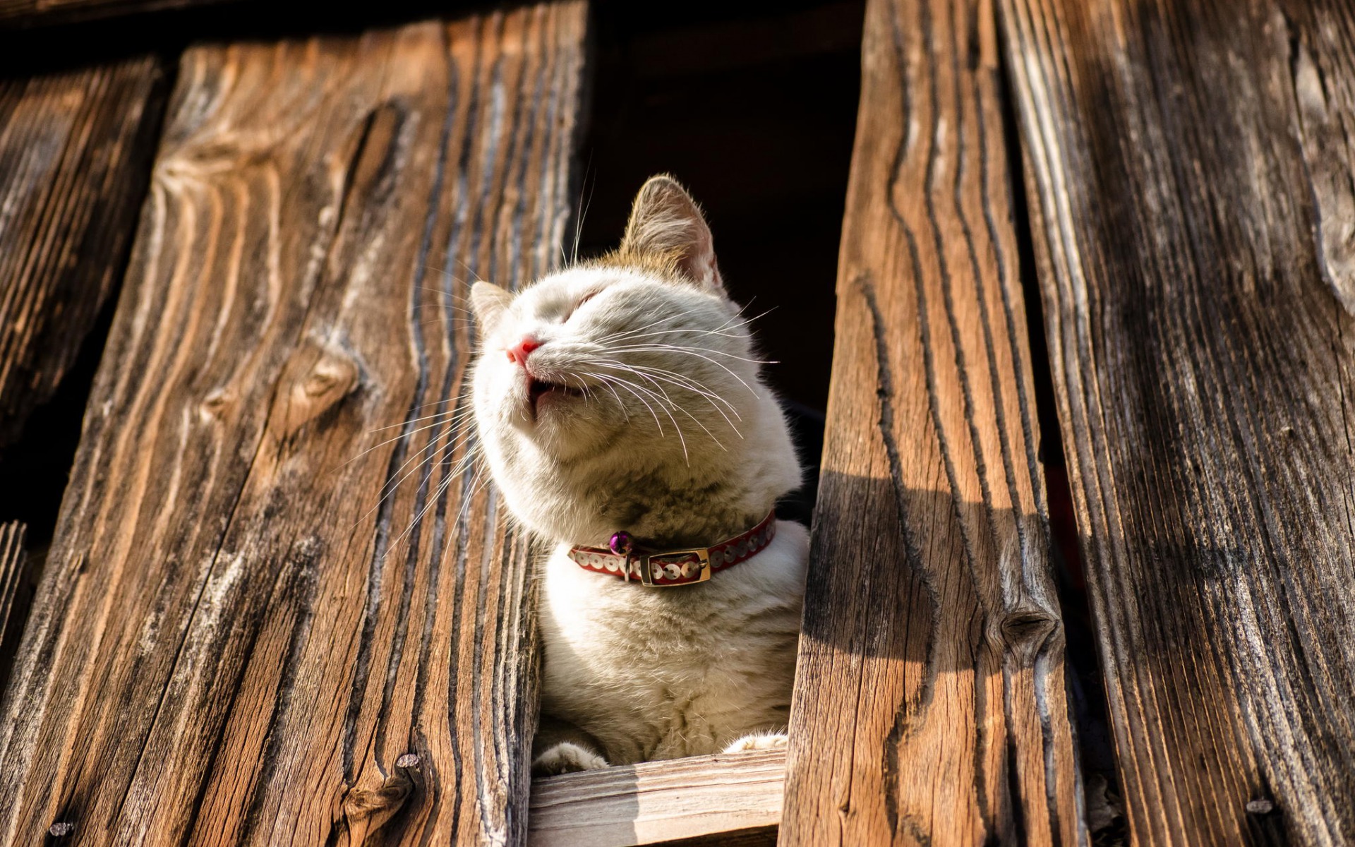 Baixar papel de parede para celular de Gato, Gatos, Animais gratuito.