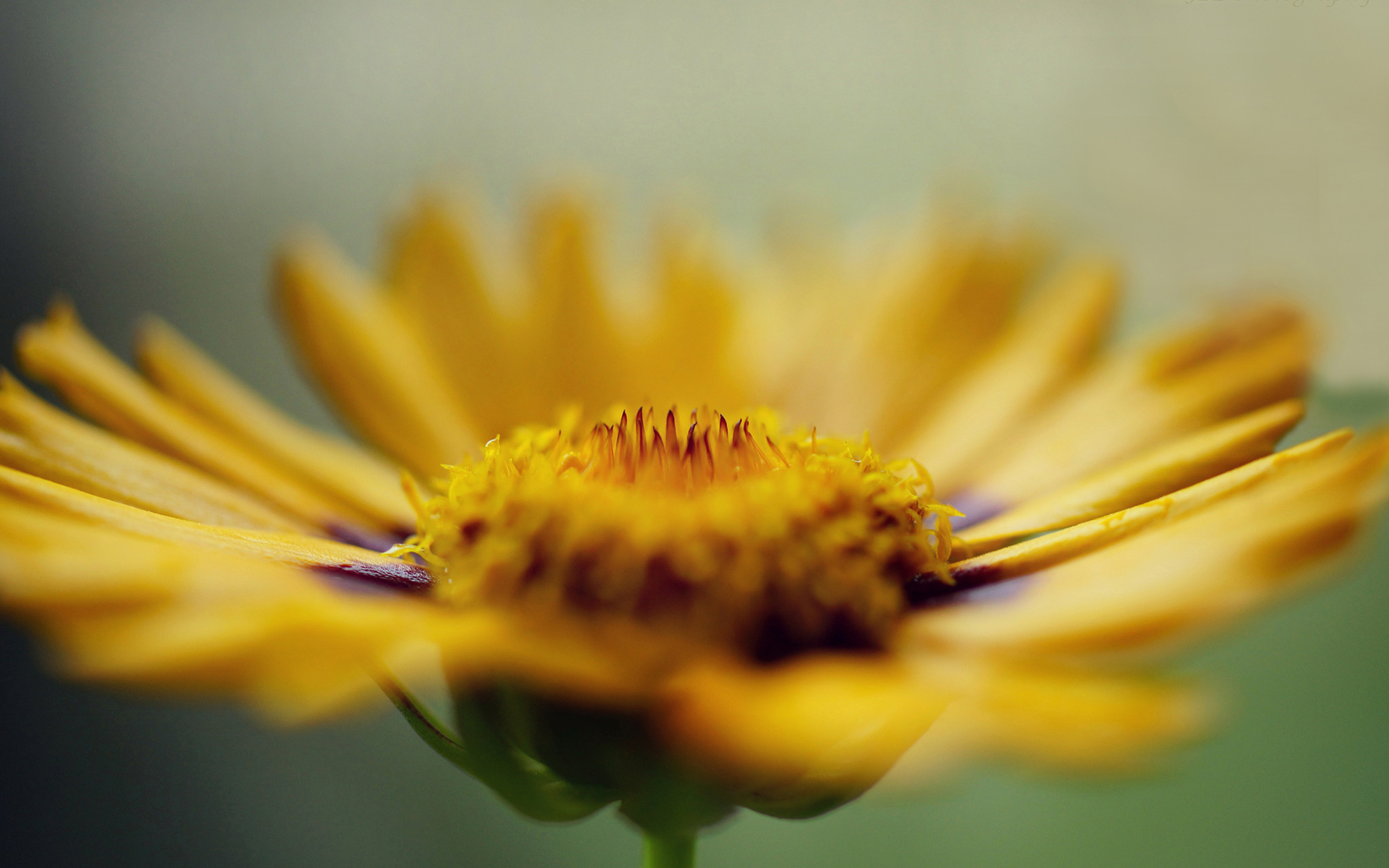 Descarga gratuita de fondo de pantalla para móvil de Flores, Flor, Tierra/naturaleza.