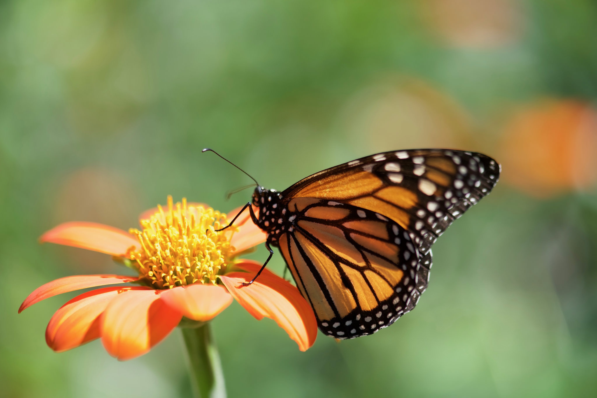 無料モバイル壁紙動物, 蝶, 大きい, 虫, オレンジフラワーをダウンロードします。