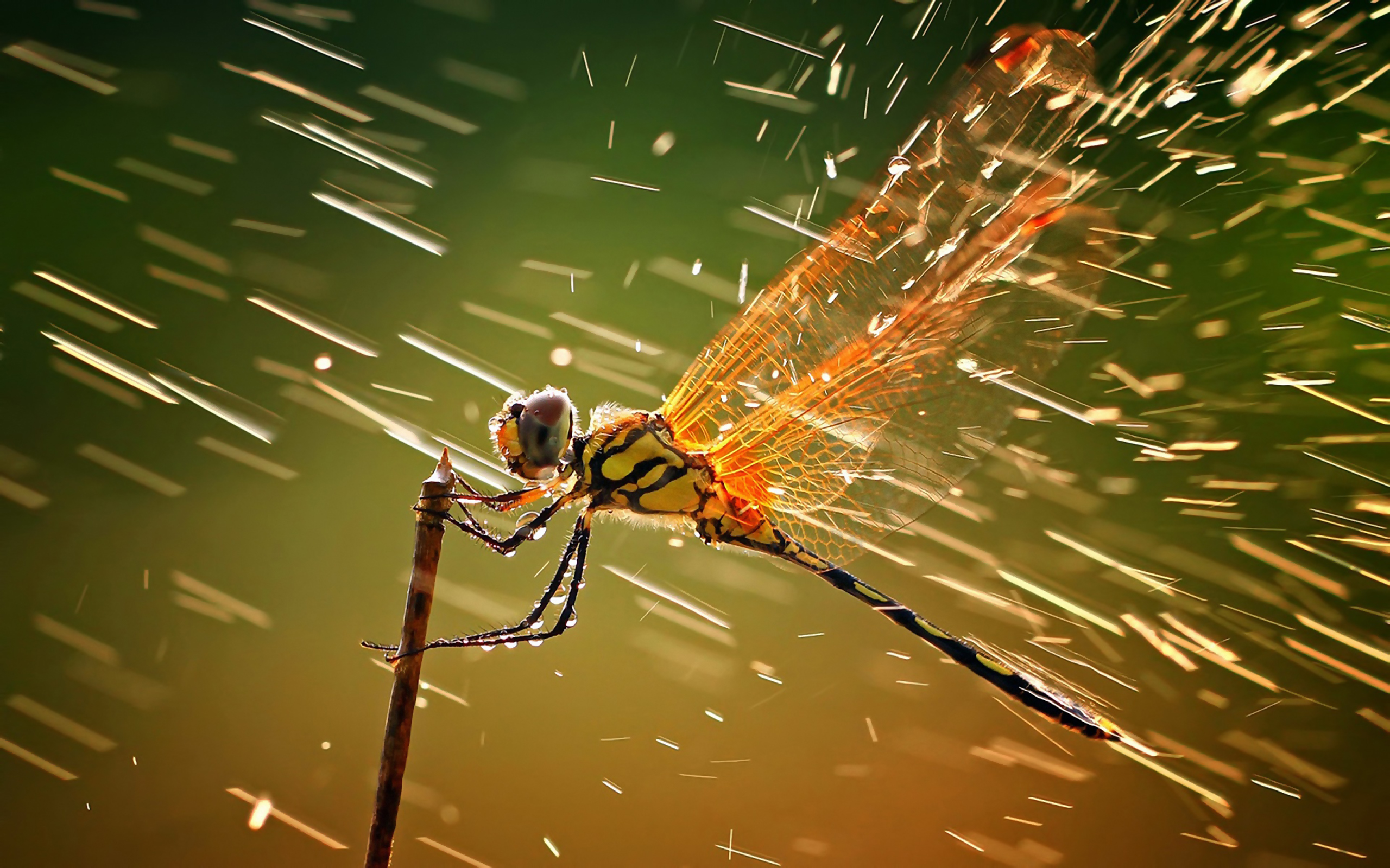 426908 Bild herunterladen tiere, libelle, insekt, makro, regen, wind, flügel, insekten - Hintergrundbilder und Bildschirmschoner kostenlos