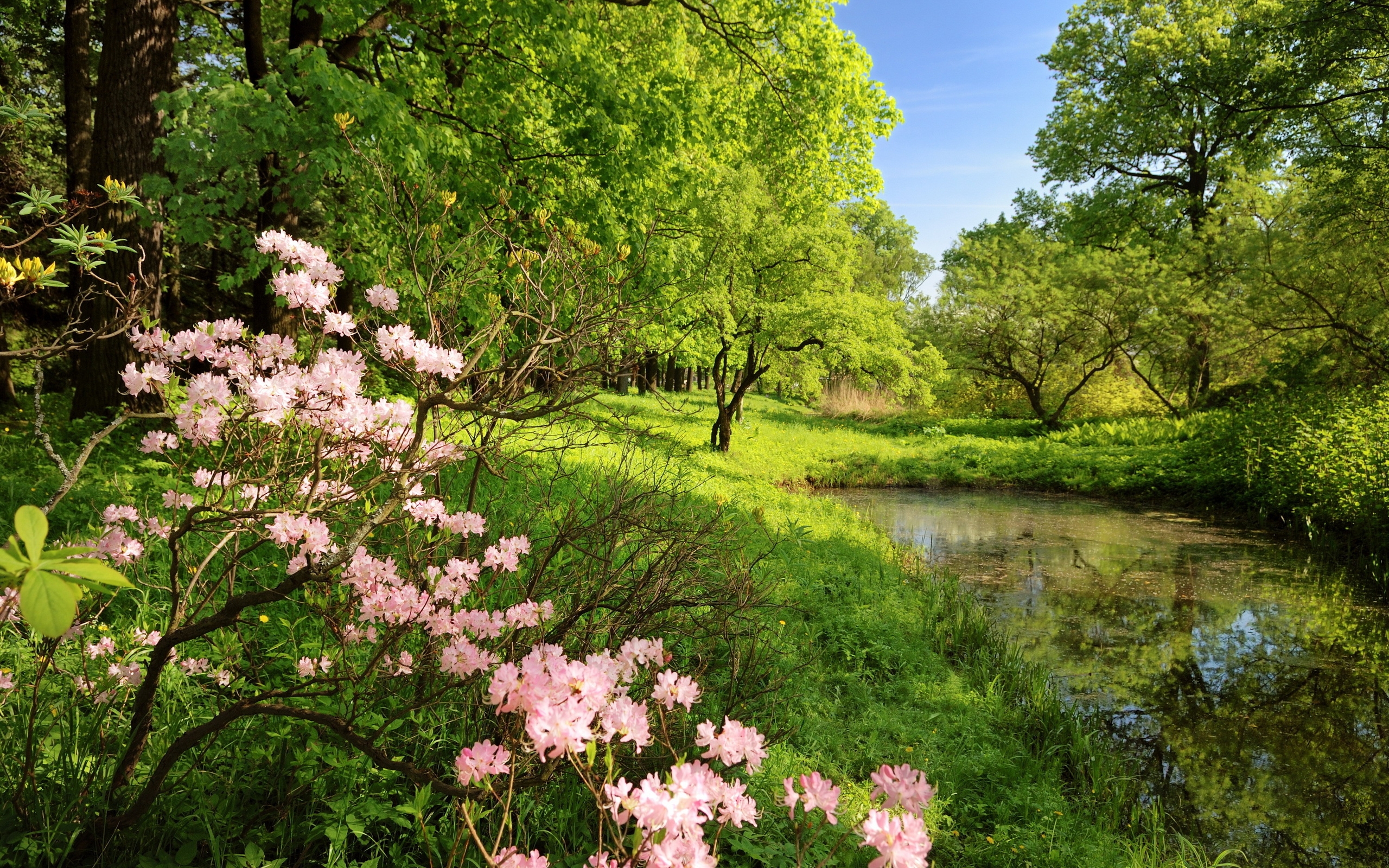 Скачать картинку Трава, Цветок, Дерево, Зеленый, Пруд, Весна, Ландшафт, Земля/природа в телефон бесплатно.