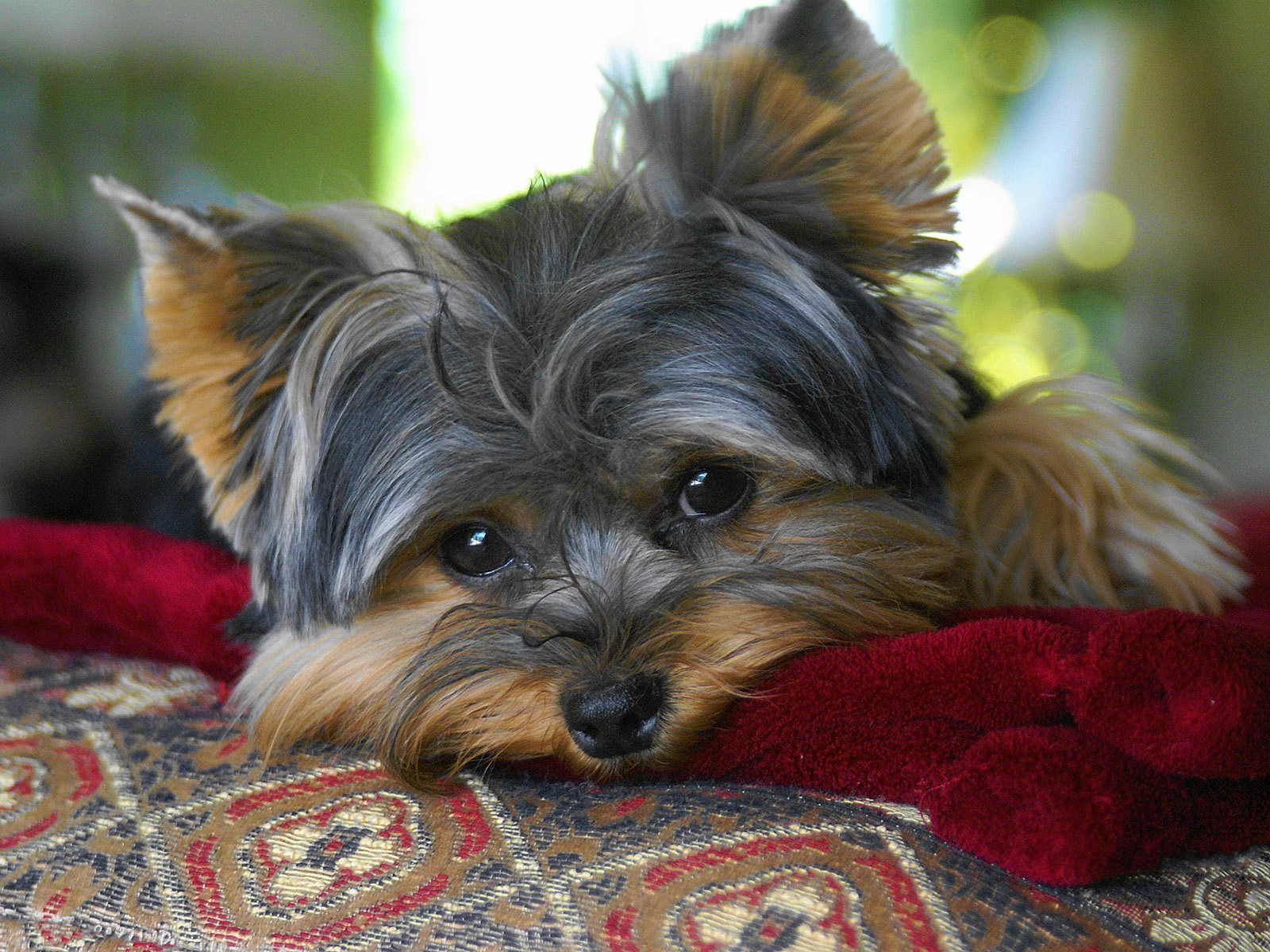 Download mobile wallpaper Dogs, Dog, Animal, Yorkshire Terrier, Face, Cute for free.