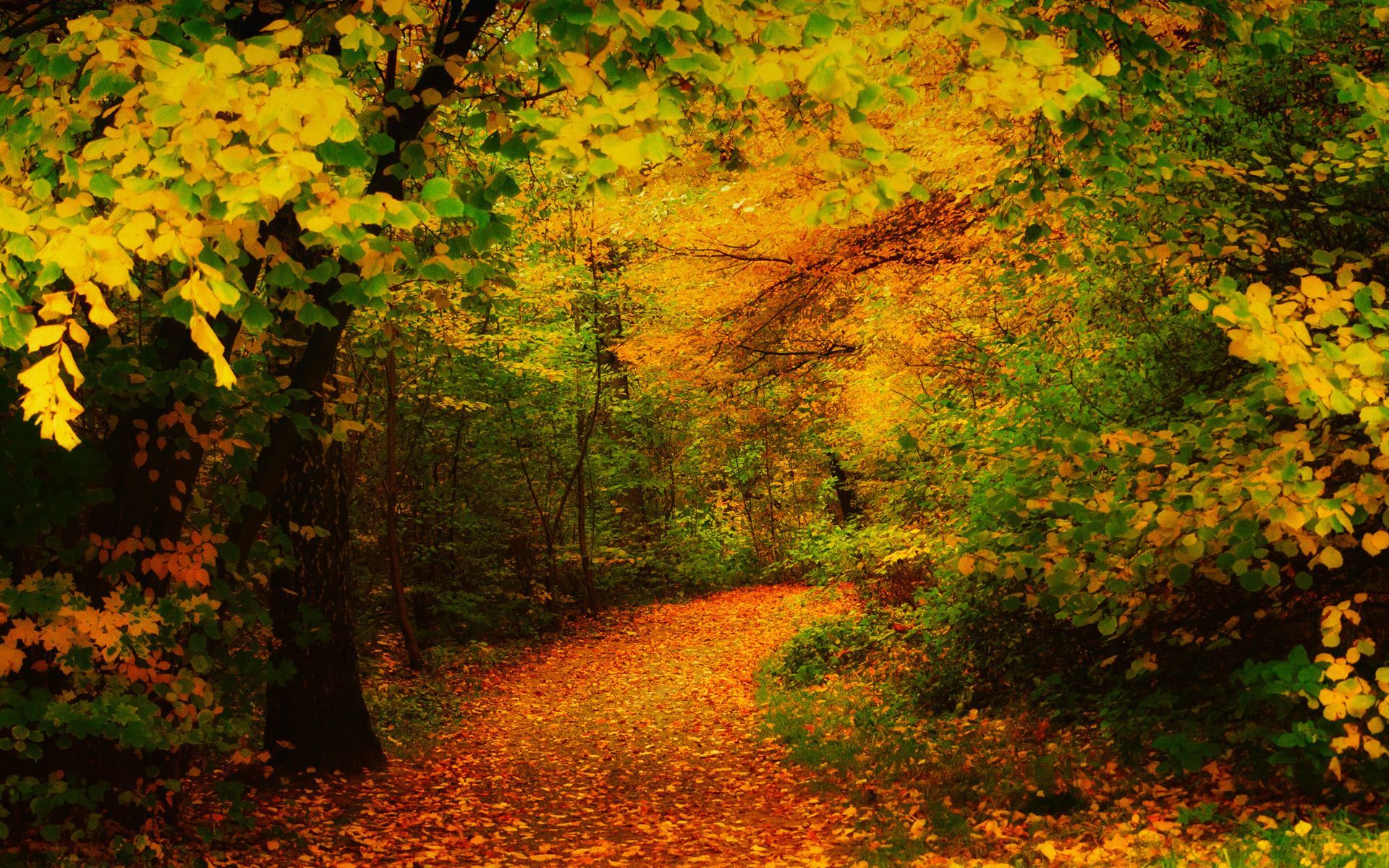 Descarga gratis la imagen Otoño, Camino, Bosque, Árbol, Tierra/naturaleza en el escritorio de tu PC