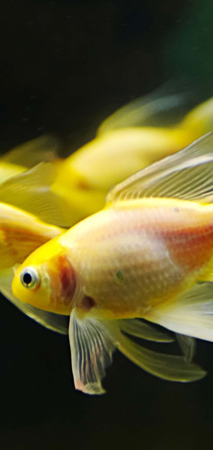 Download mobile wallpaper Animal, Aquarium, Fish, Goldfish for free.