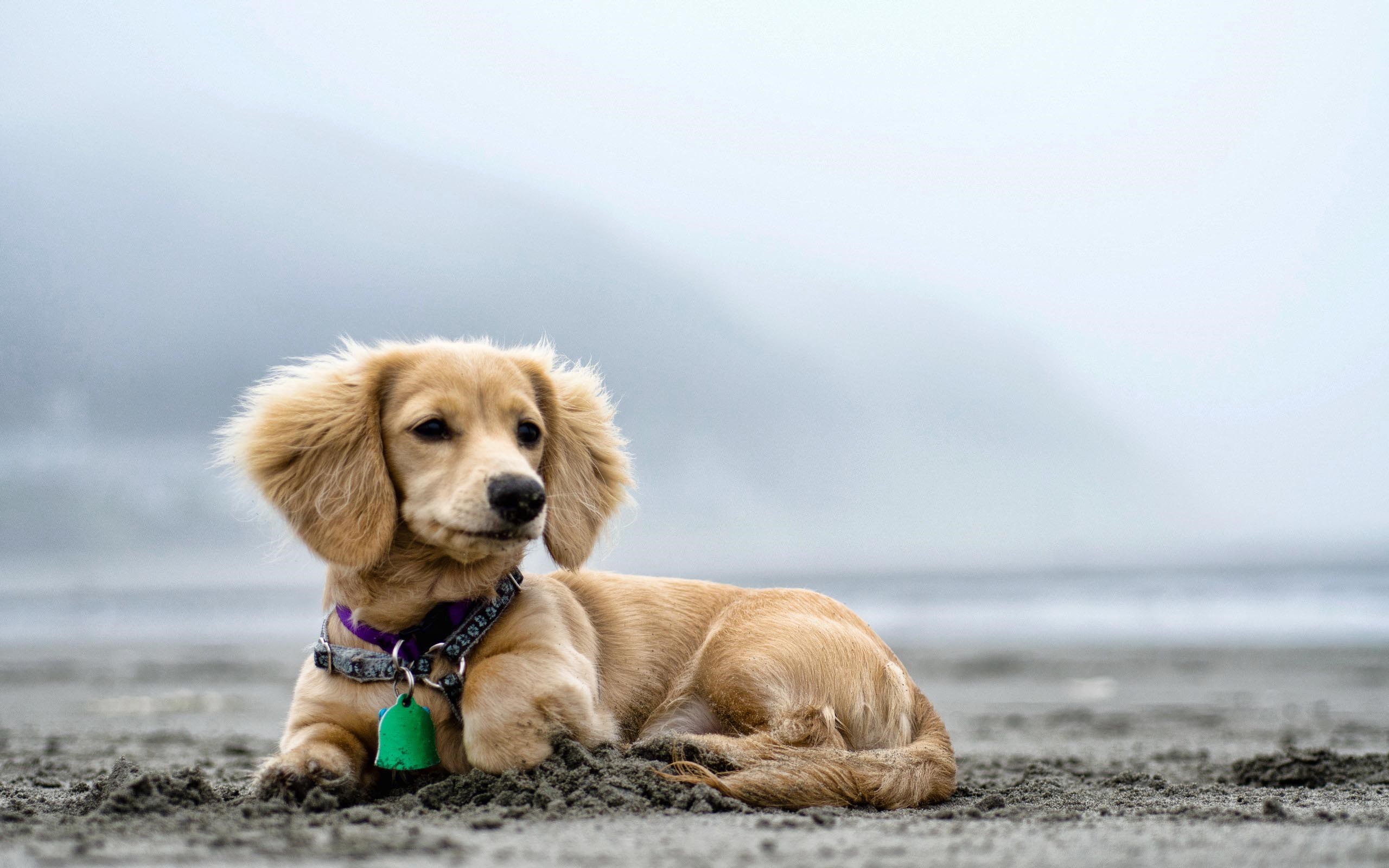 Téléchargez gratuitement l'image Chiens, Chien, Animaux sur le bureau de votre PC