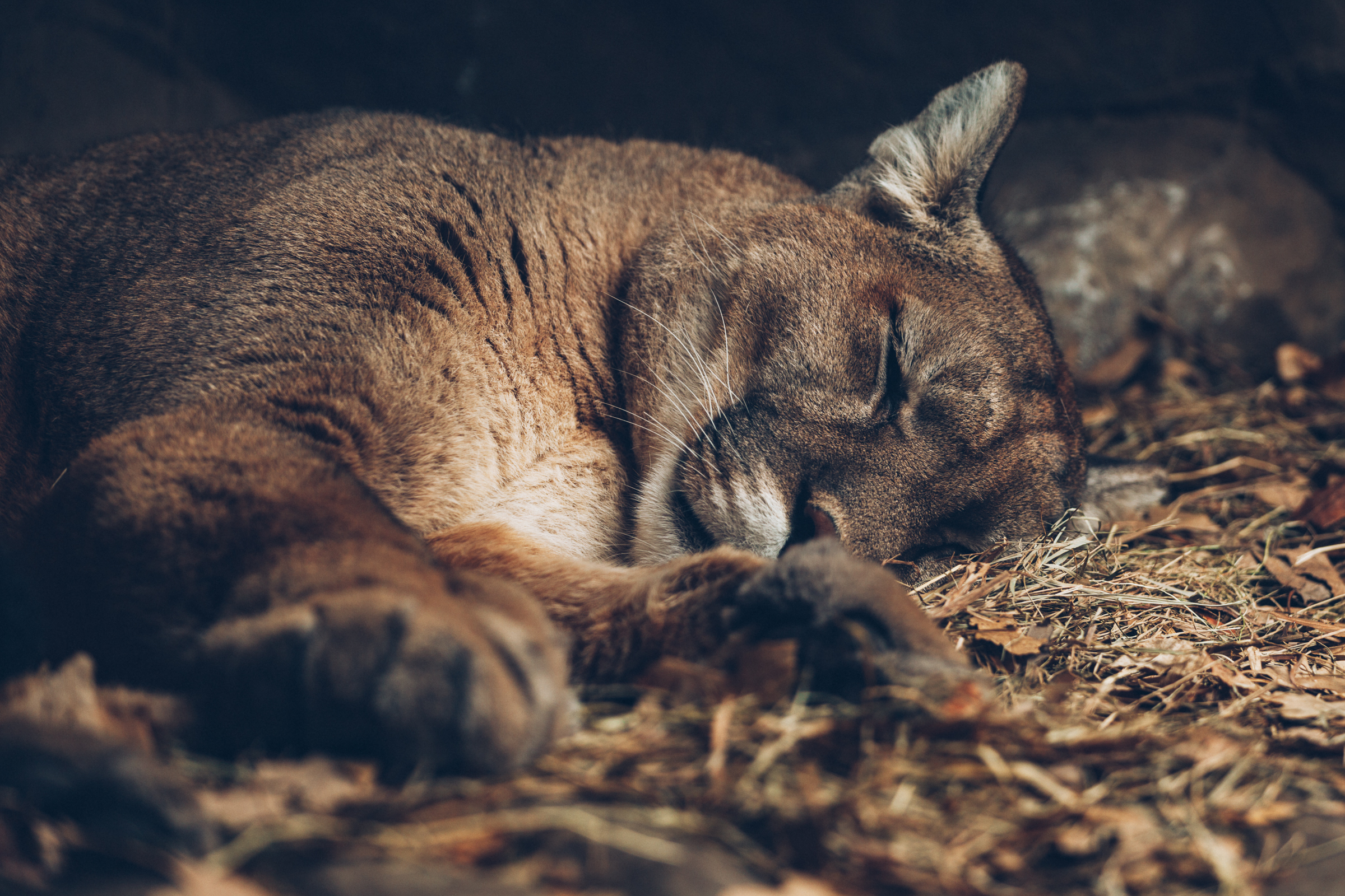 Download mobile wallpaper Cats, Animal, Sleeping, Cougar for free.