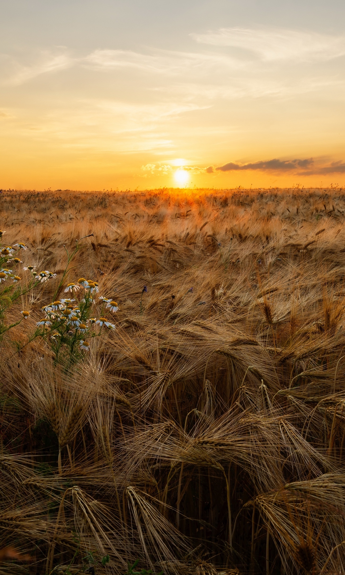 Download mobile wallpaper Sunset, Summer, Wheat, Earth, Field for free.