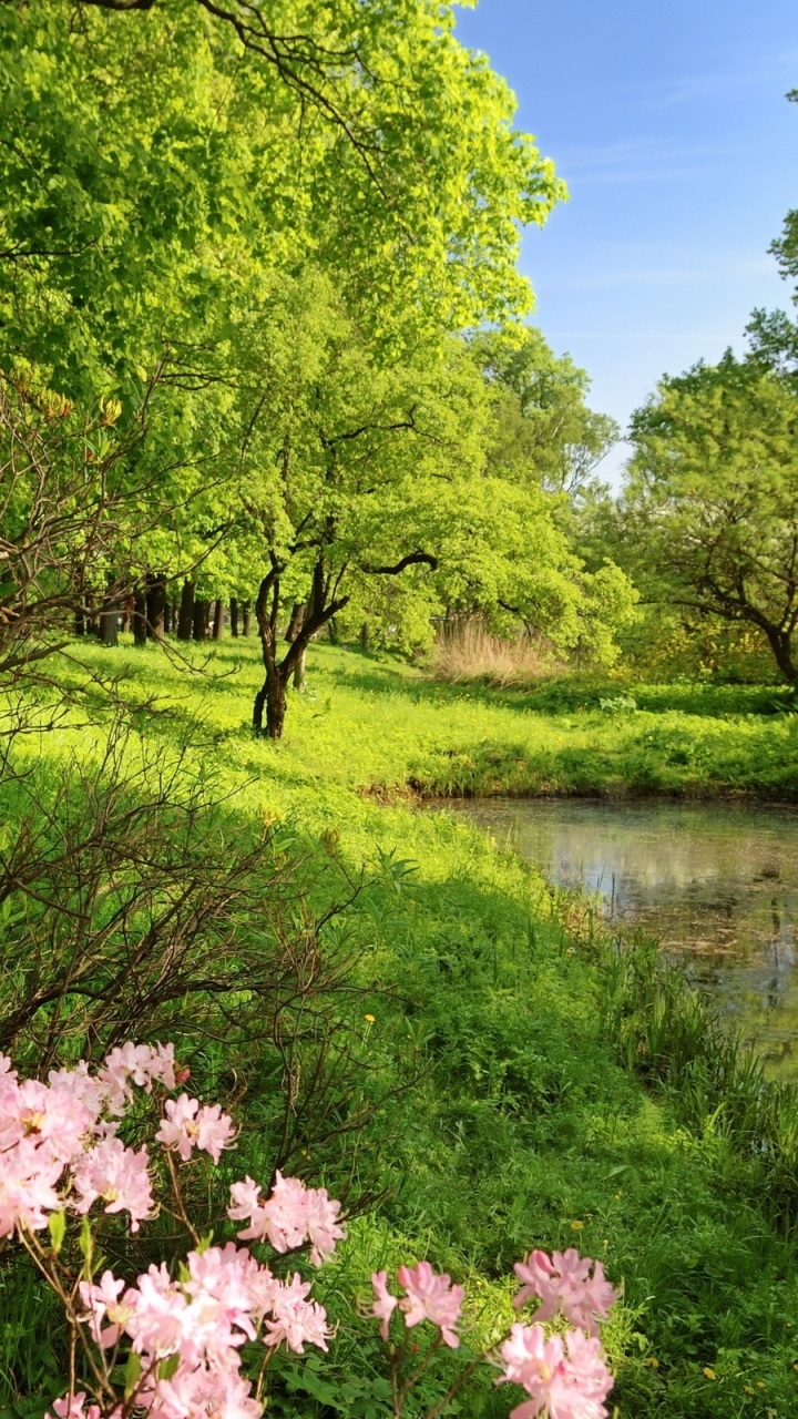 Скачать картинку Пейзаж, Трава, Цветок, Дерево, Зеленый, Пруд, Весна, Ландшафт, Земля/природа в телефон бесплатно.