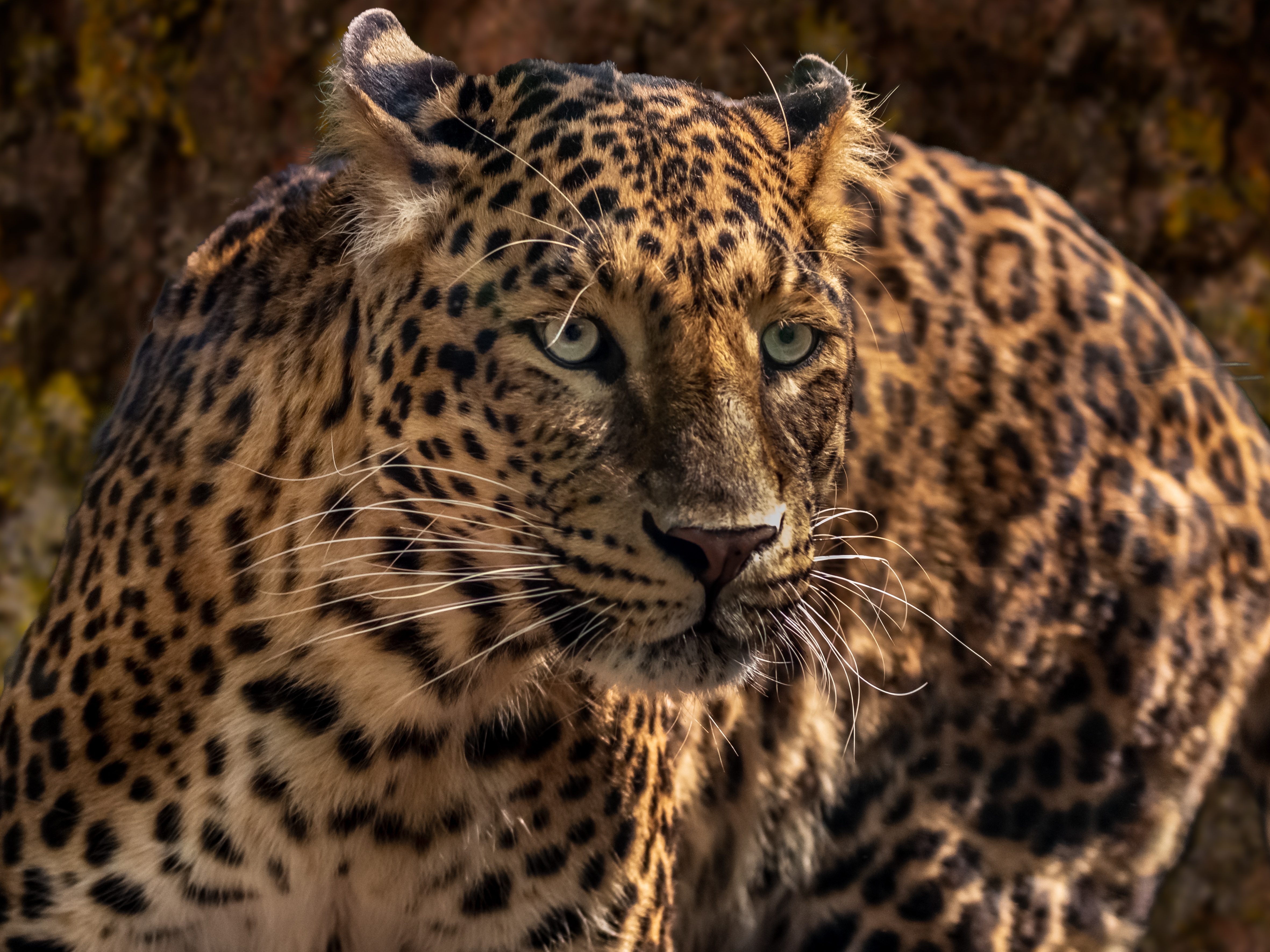 Baixar papel de parede para celular de Animais, Gatos, Leopardo gratuito.